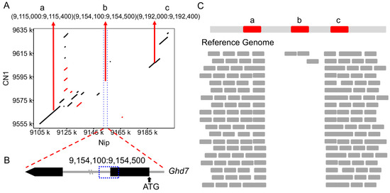 Comprehensive Analysis of Ghd7 Variations Using Pan-Genomics and