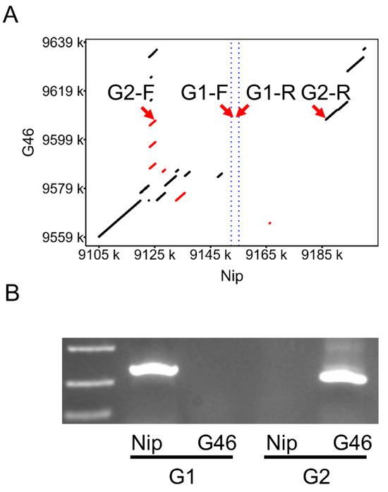 Comprehensive Analysis of Ghd7 Variations Using Pan-Genomics