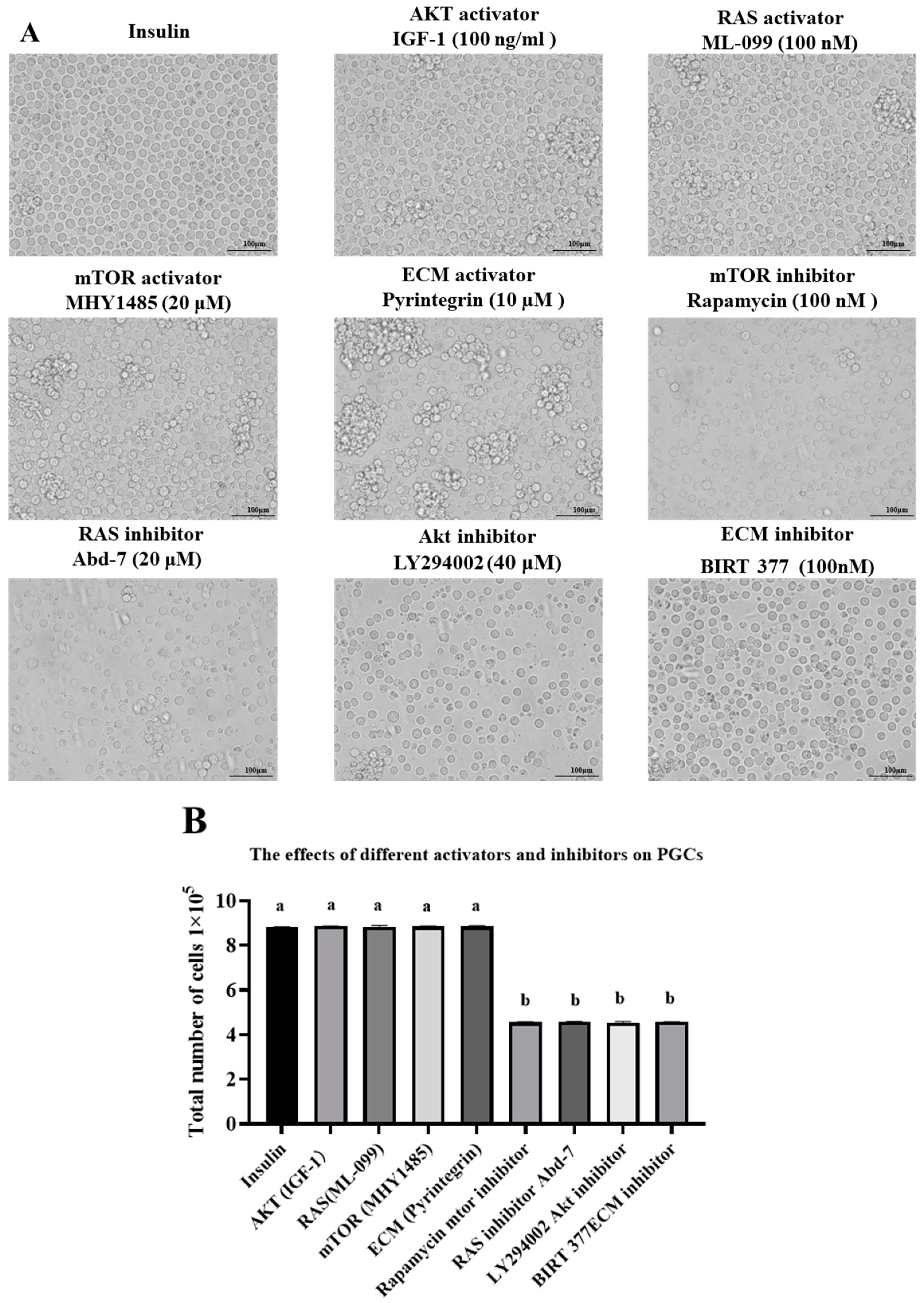 海外輸入 インボイス in IGF-1 and Insulin of Equivalence Functional the Vitro In グローブ