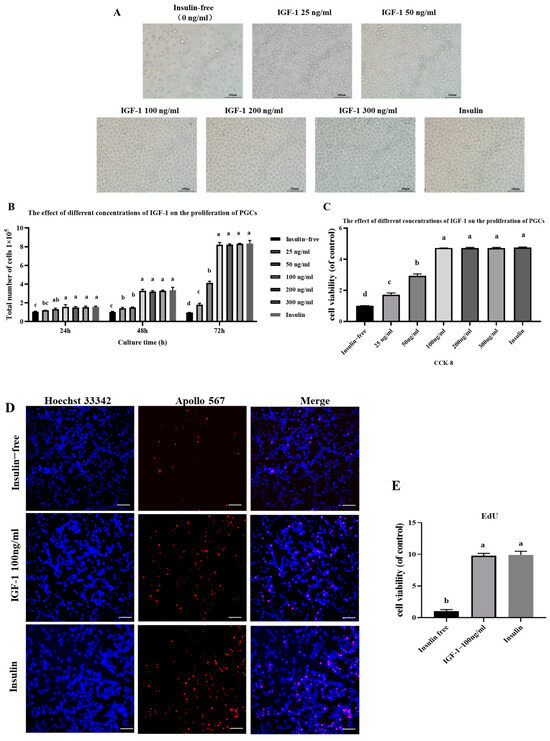 Functional Equivalence of Insulin and IGF-1 in the In Vitro