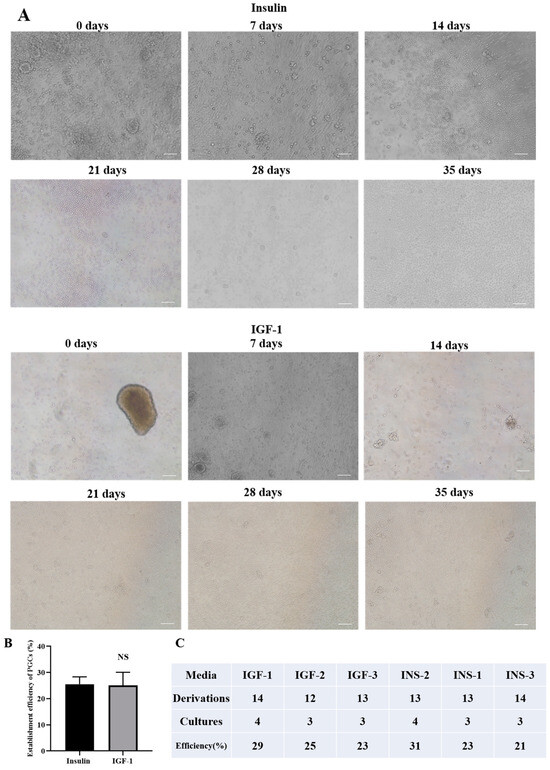 Functional Equivalence of Insulin and IGF-1 in the In Vitro