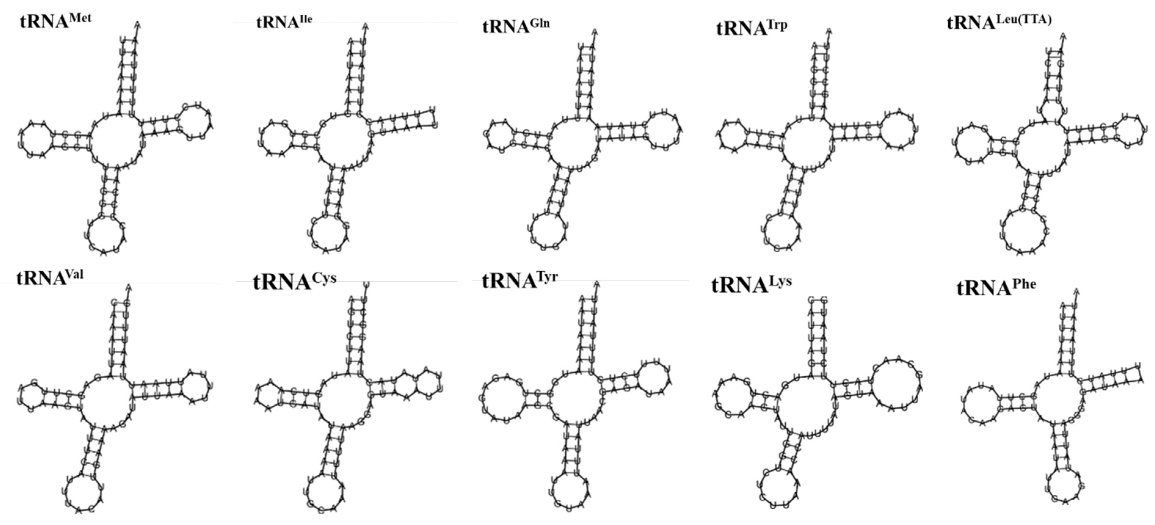Genes 16 00554 g006a Genes 16 00554 g006a
