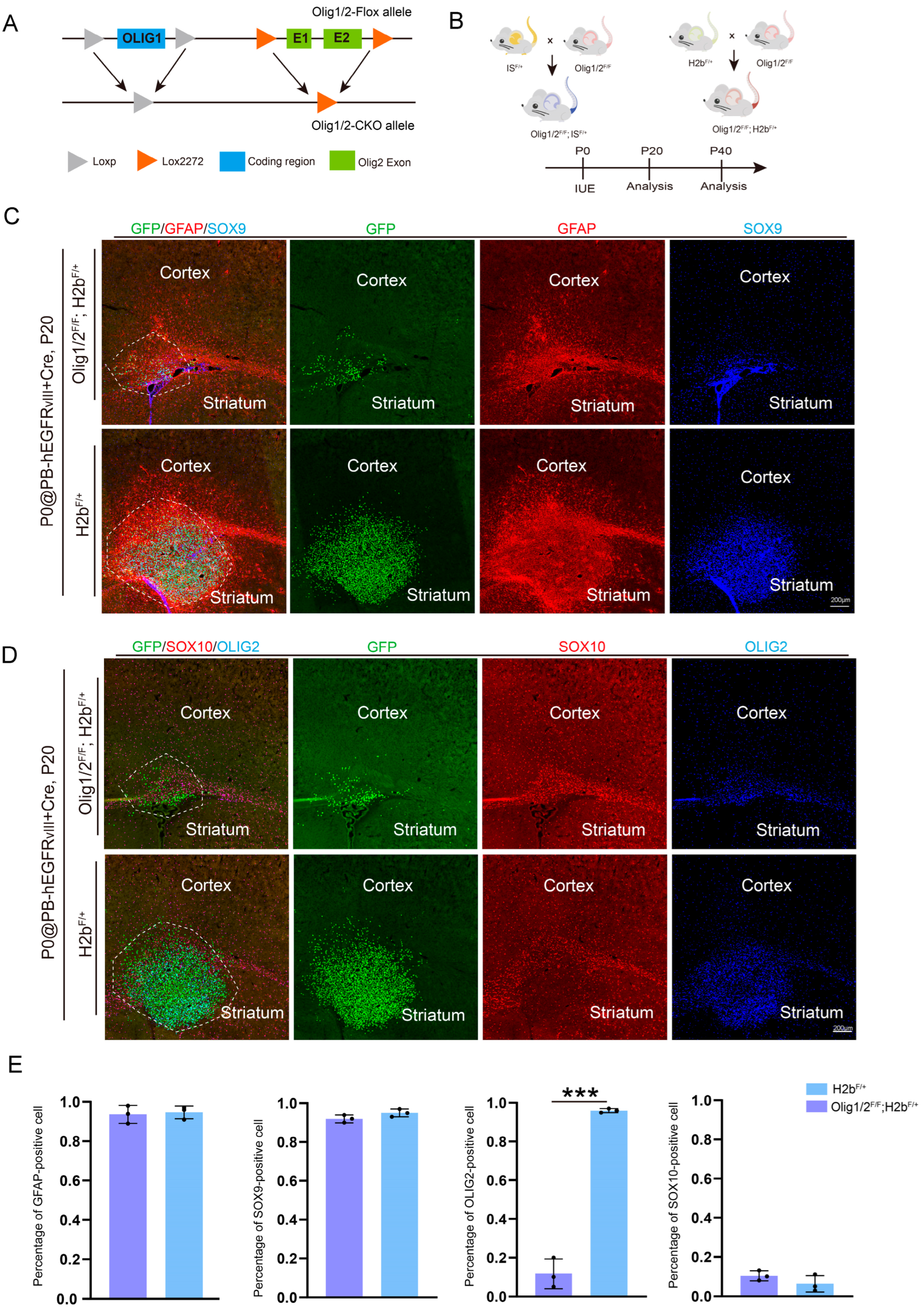 Genes 16 00573 g003