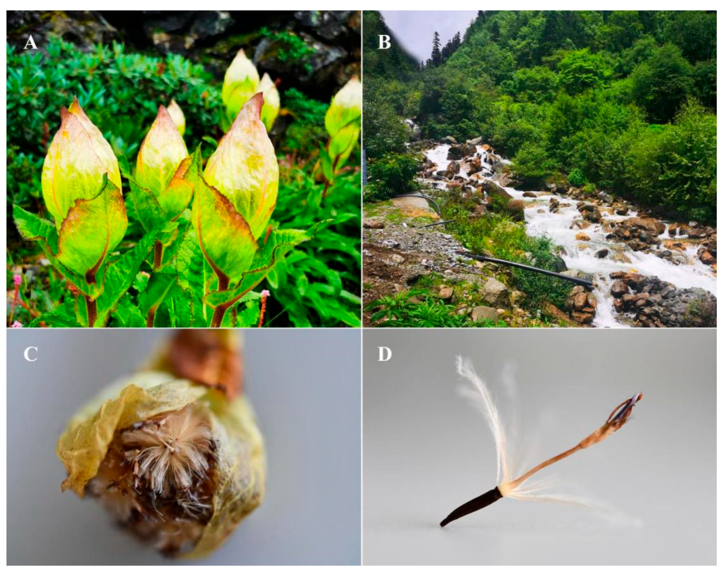 Genetic Diversity and Metabolic Profile of Tibetan Medicinal