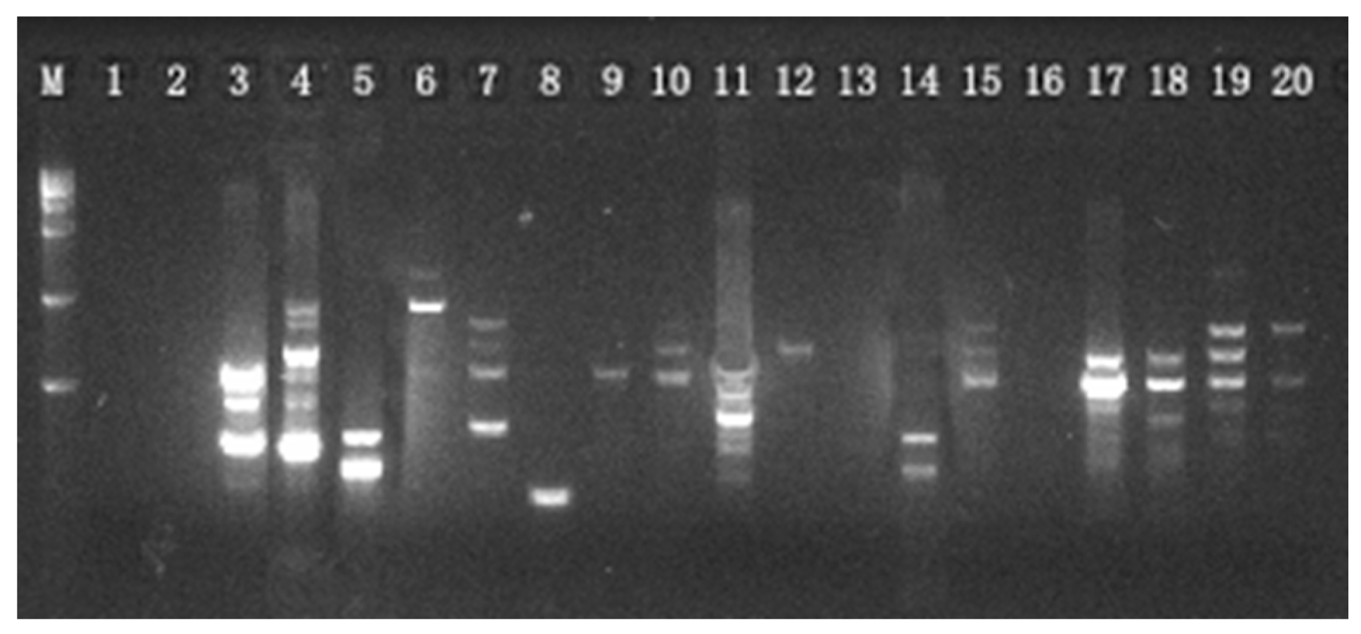 Genes 16 00593 g003