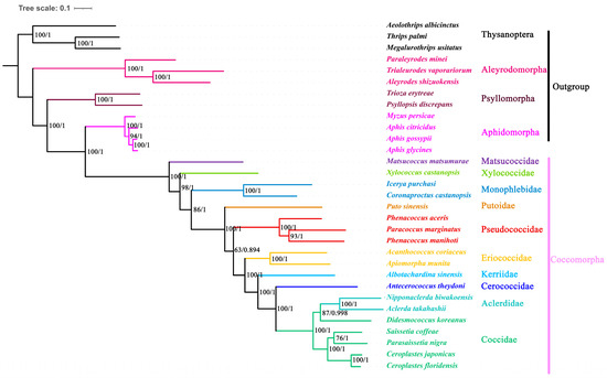 The First Mitochondrial Genome of Family Xylococcidae (Hemiptera ...