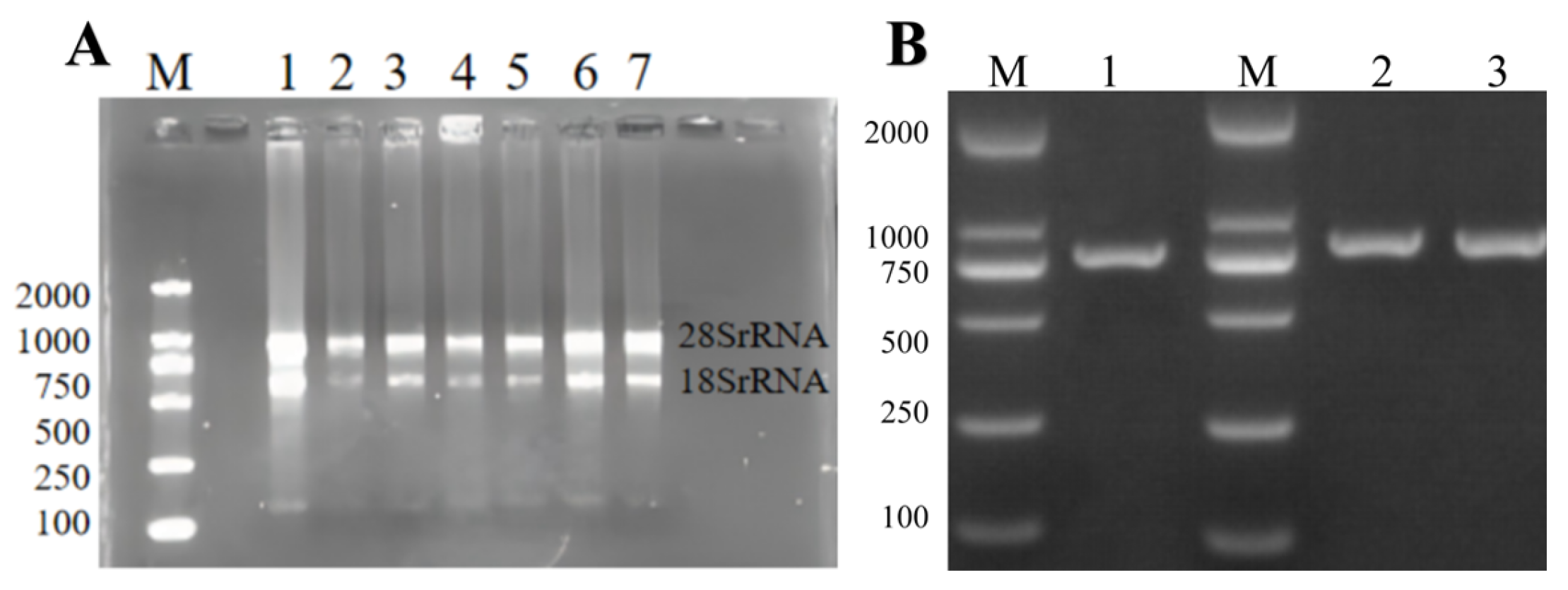 Genes 16 00609 g001
