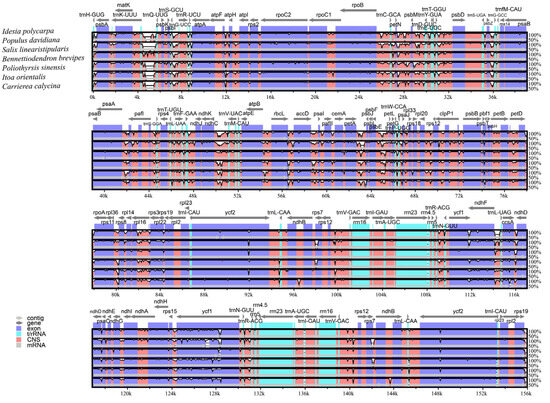 The Complete Chloroplast Genome of Idesia polycarpa and