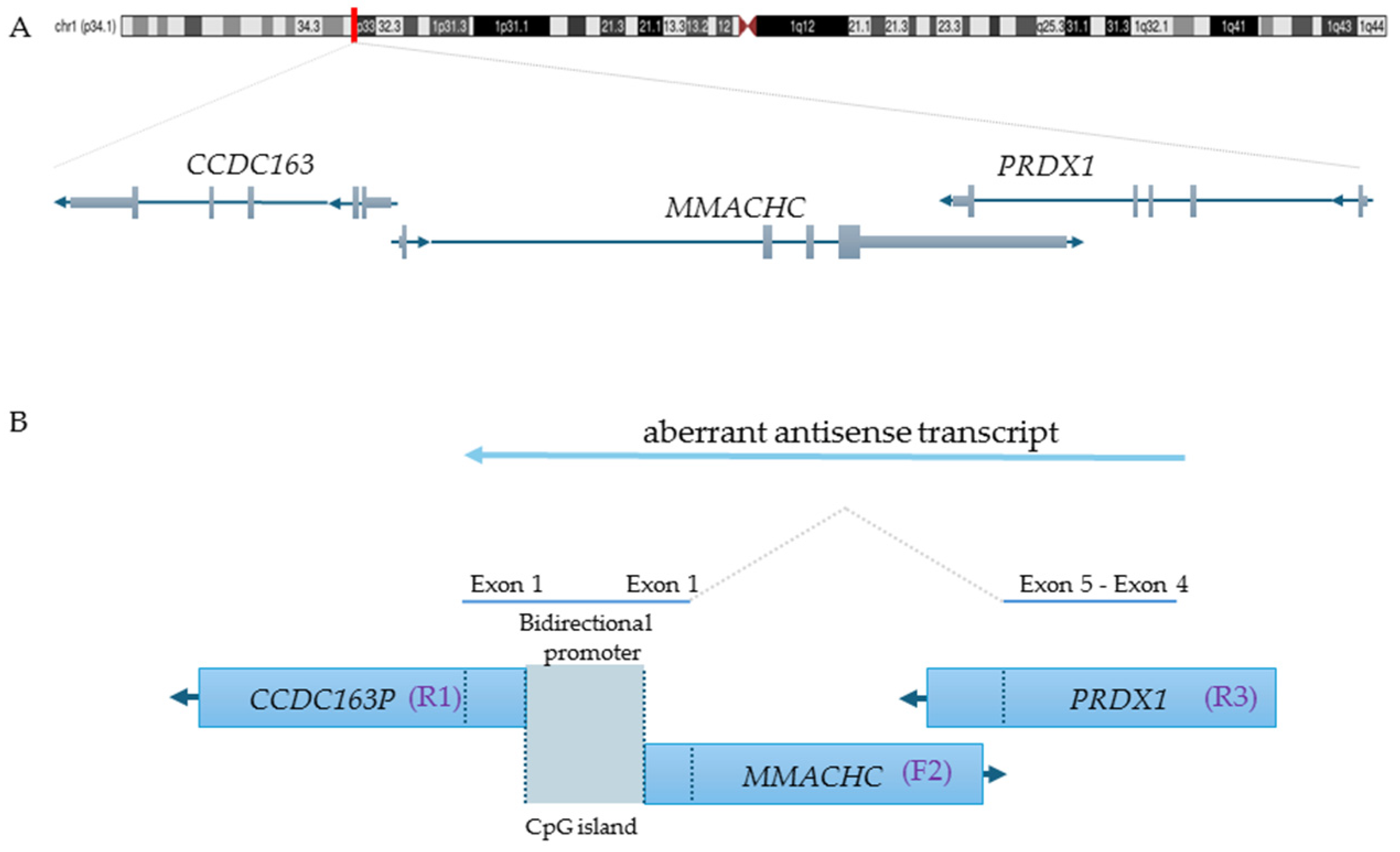 Genes 16 00635 g002