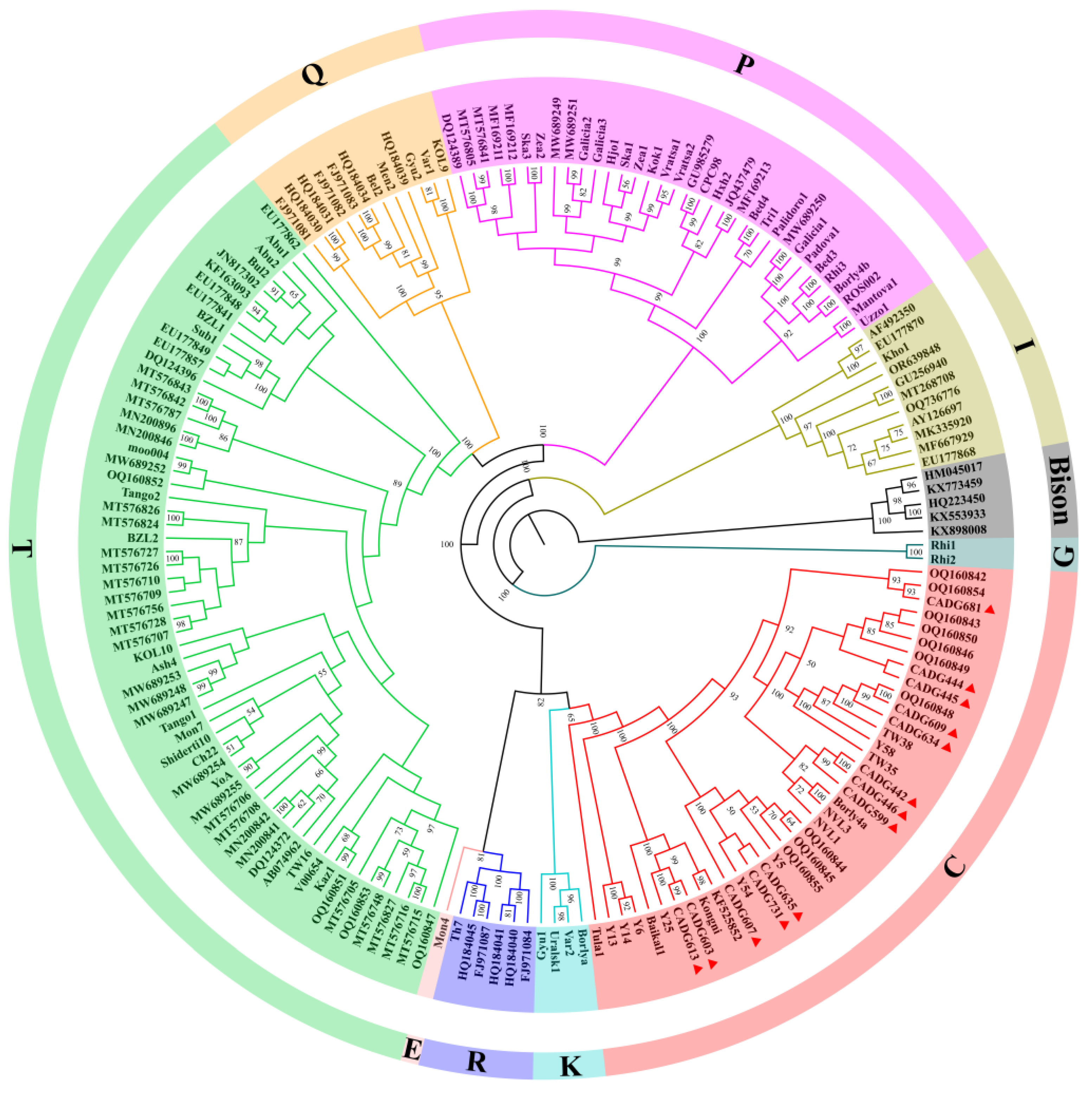 Genes 16 00639 g001 Genes 16 00639 g001