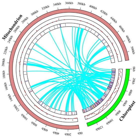 Assembly and Comparative Analysis of the Complete Mitochondrial Genome ...