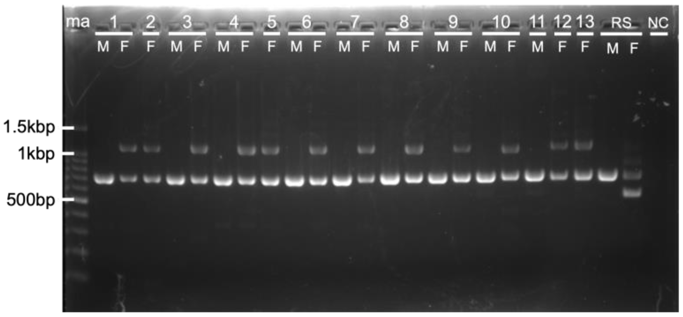 Genes 16 00653 g002 Genes 16 00653 g002