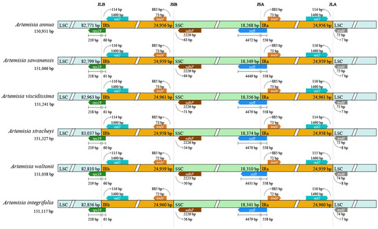 Comparative Analysis of Plastomes of Artemisia and Insights