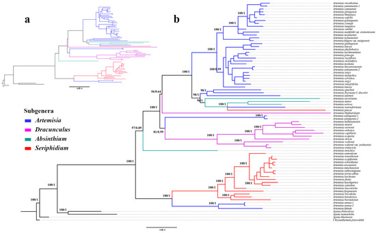 Comparative Analysis of Plastomes of Artemisia and Insights
