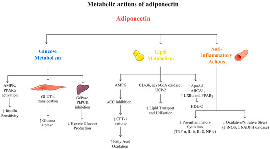 The Role of Adiponectin and ADIPOQ Variation in Metabolic Syndrome: A ...