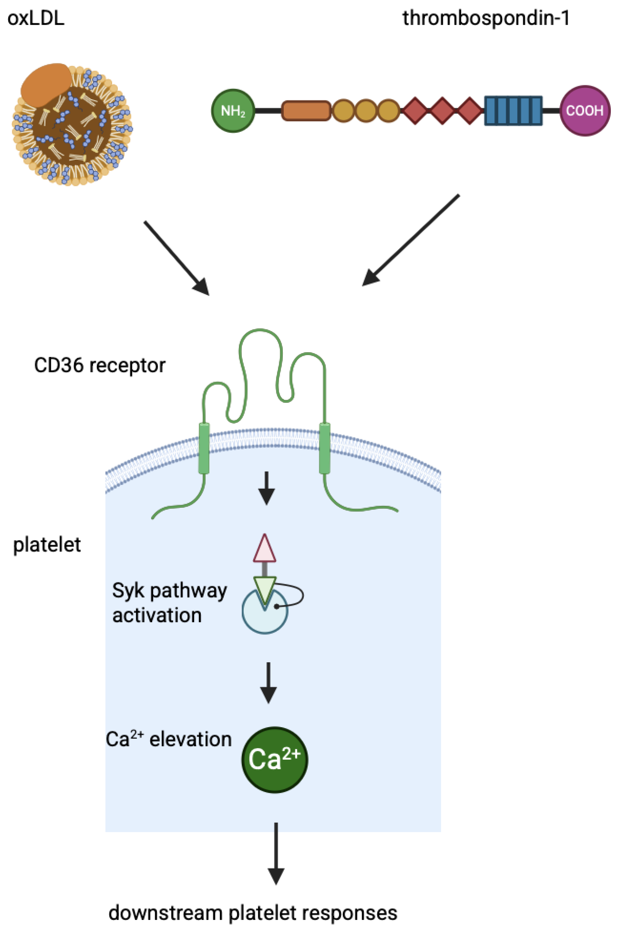 Genes 16 00705 g002 Genes 16 00705 g002