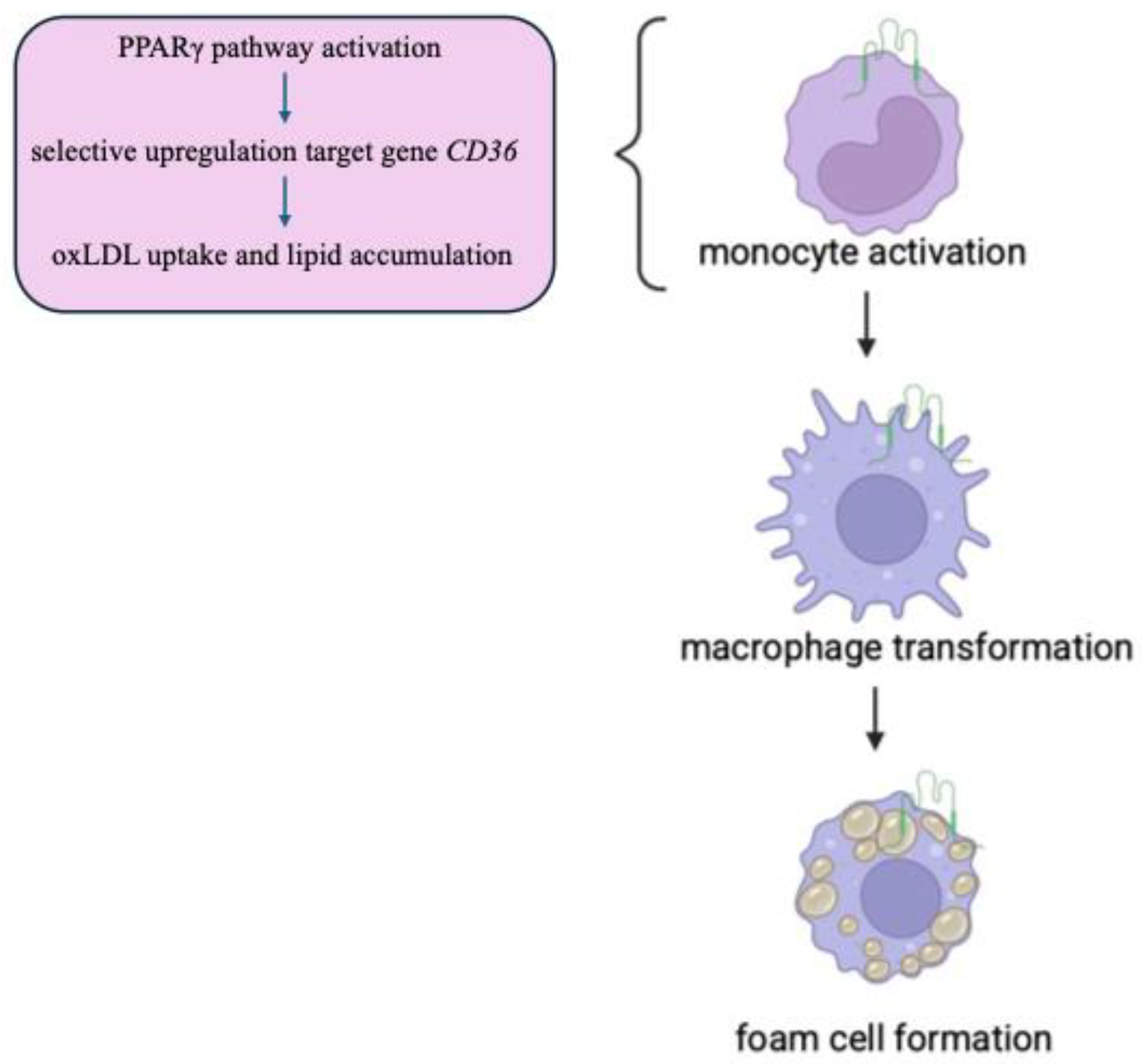 Genes 16 00705 g003 Genes 16 00705 g003