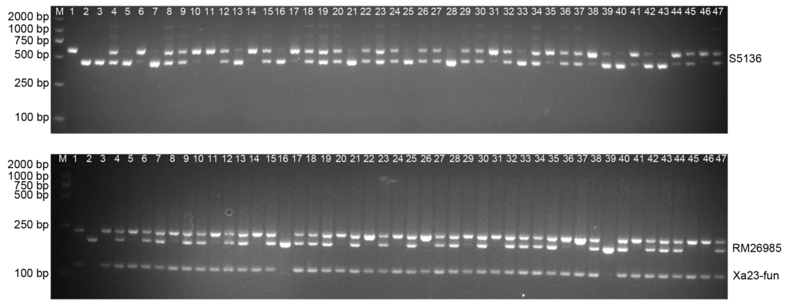 Genes 16 00719 g002
