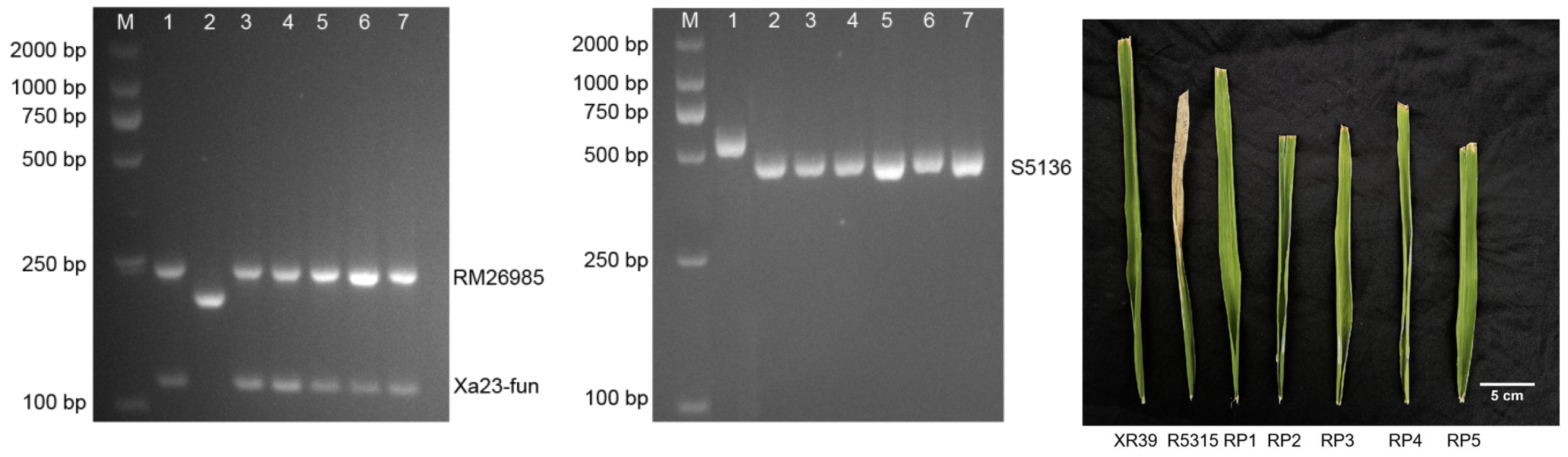 Genes 16 00719 g004