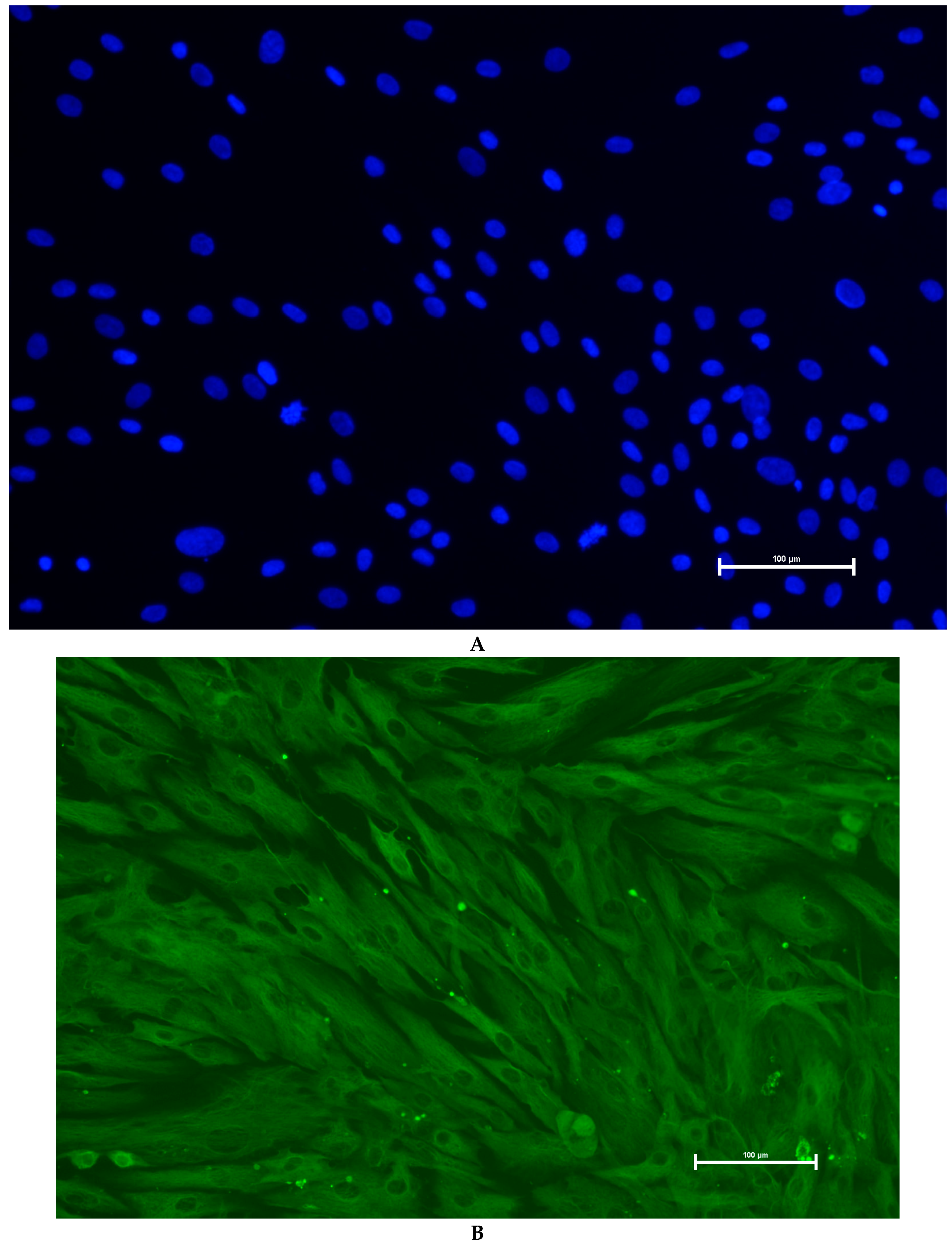 Genes 16 00731 g004a