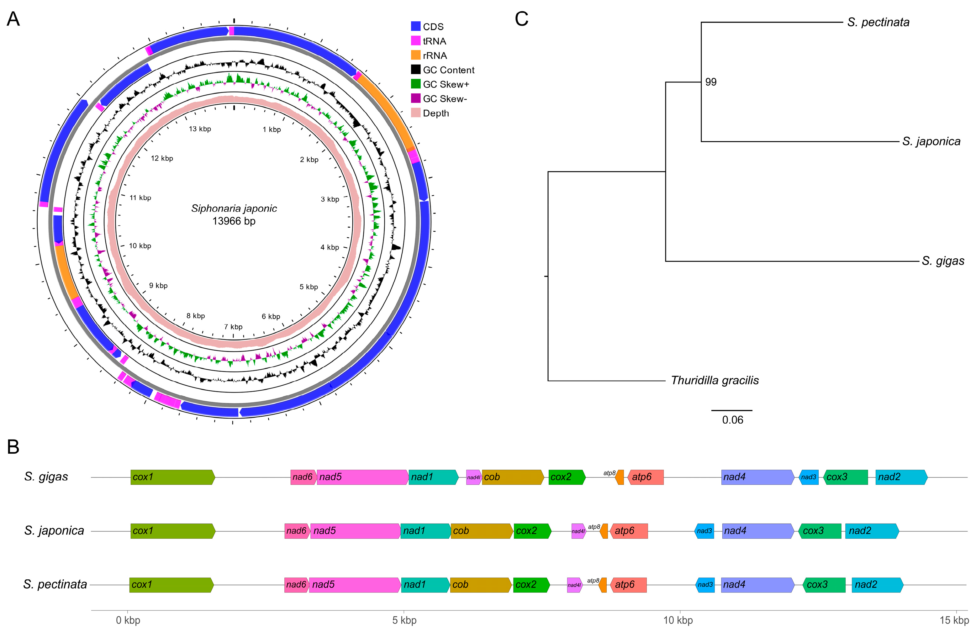 Genes 16 00747 g001