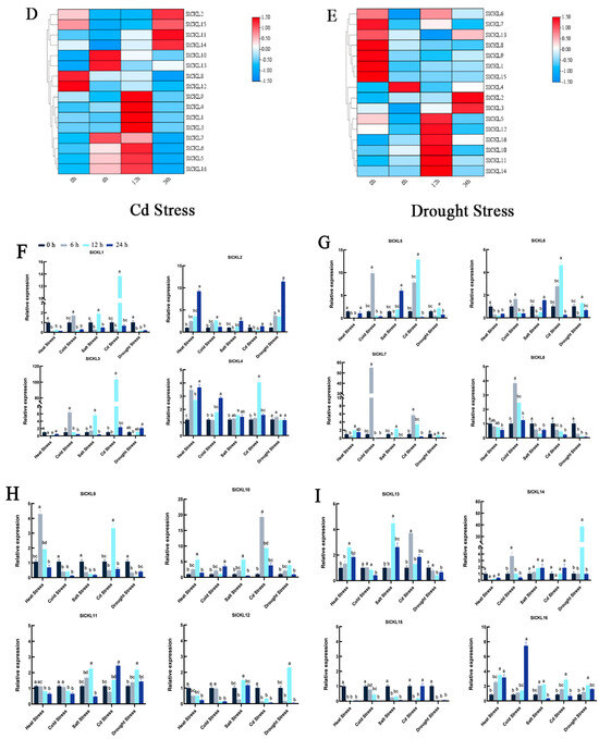 Identification of Solanum lycopersicum L. Casein Kinase I-like