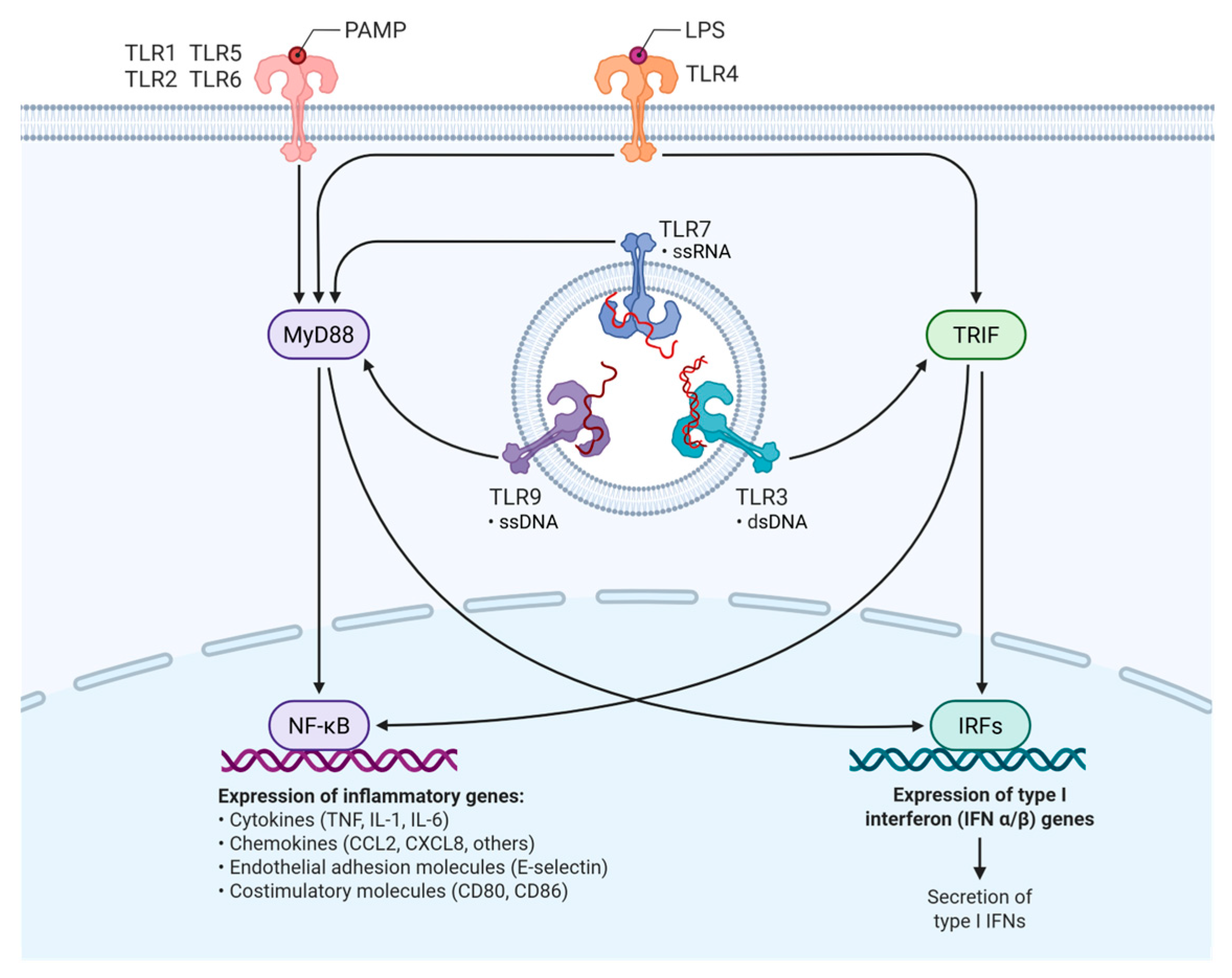 Genes 16 00764 g001 Genes 16 00764 g001