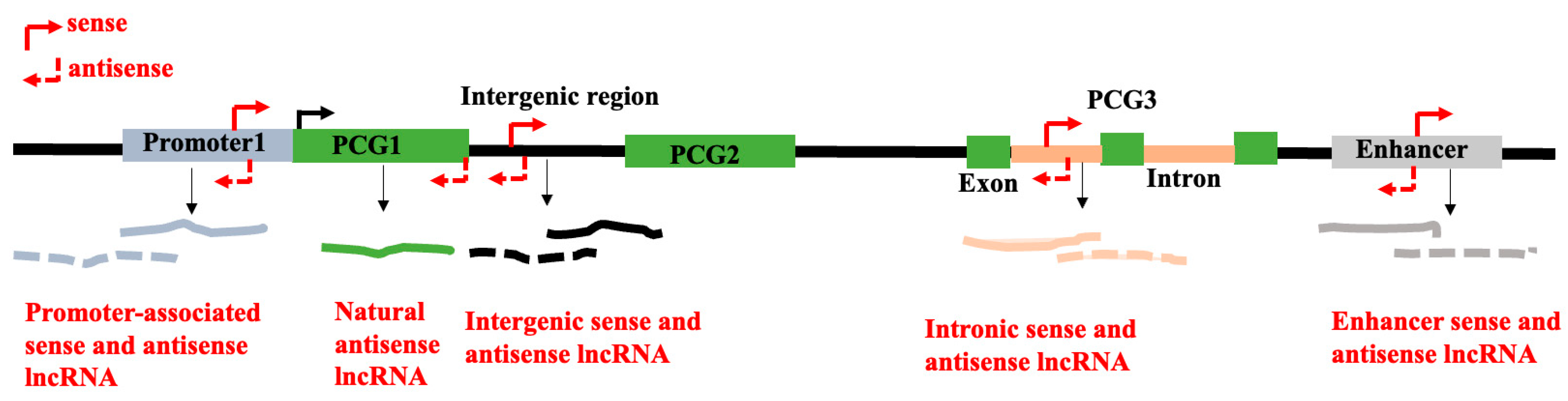 Genes 16 00765 g002 Genes 16 00765 g002