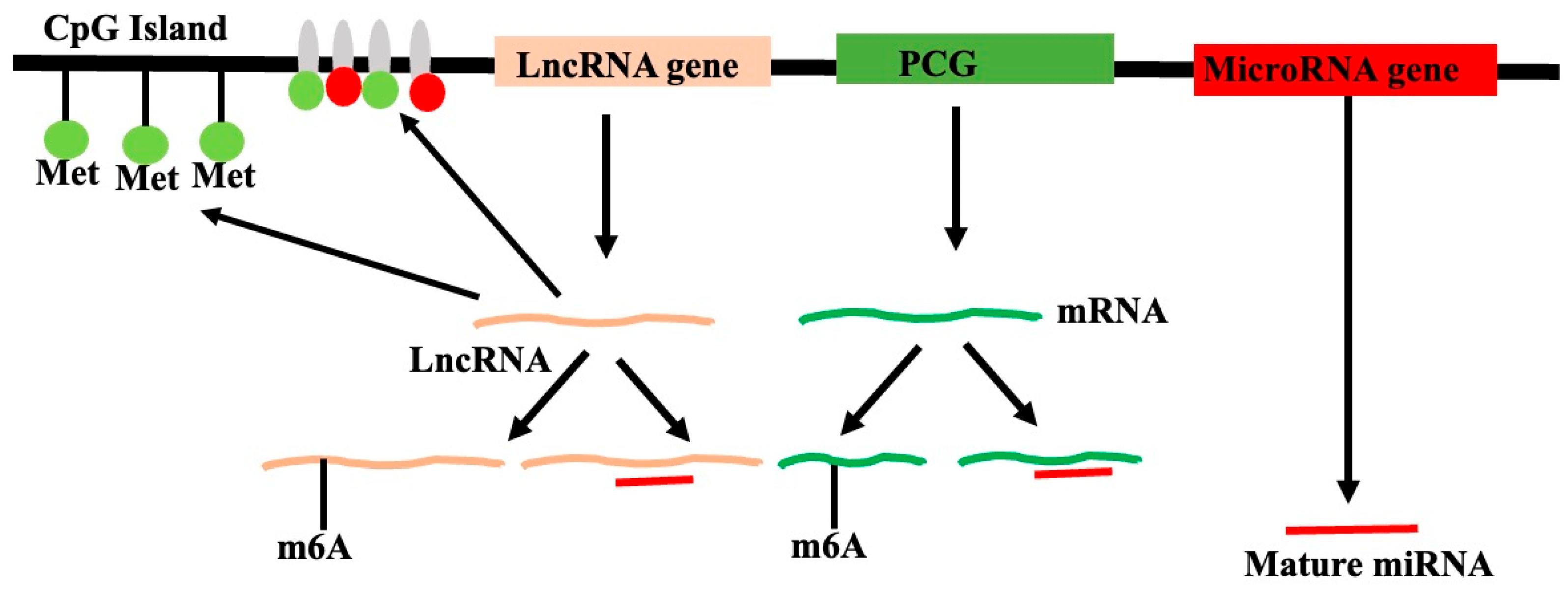 Genes 16 00765 g005 Genes 16 00765 g005