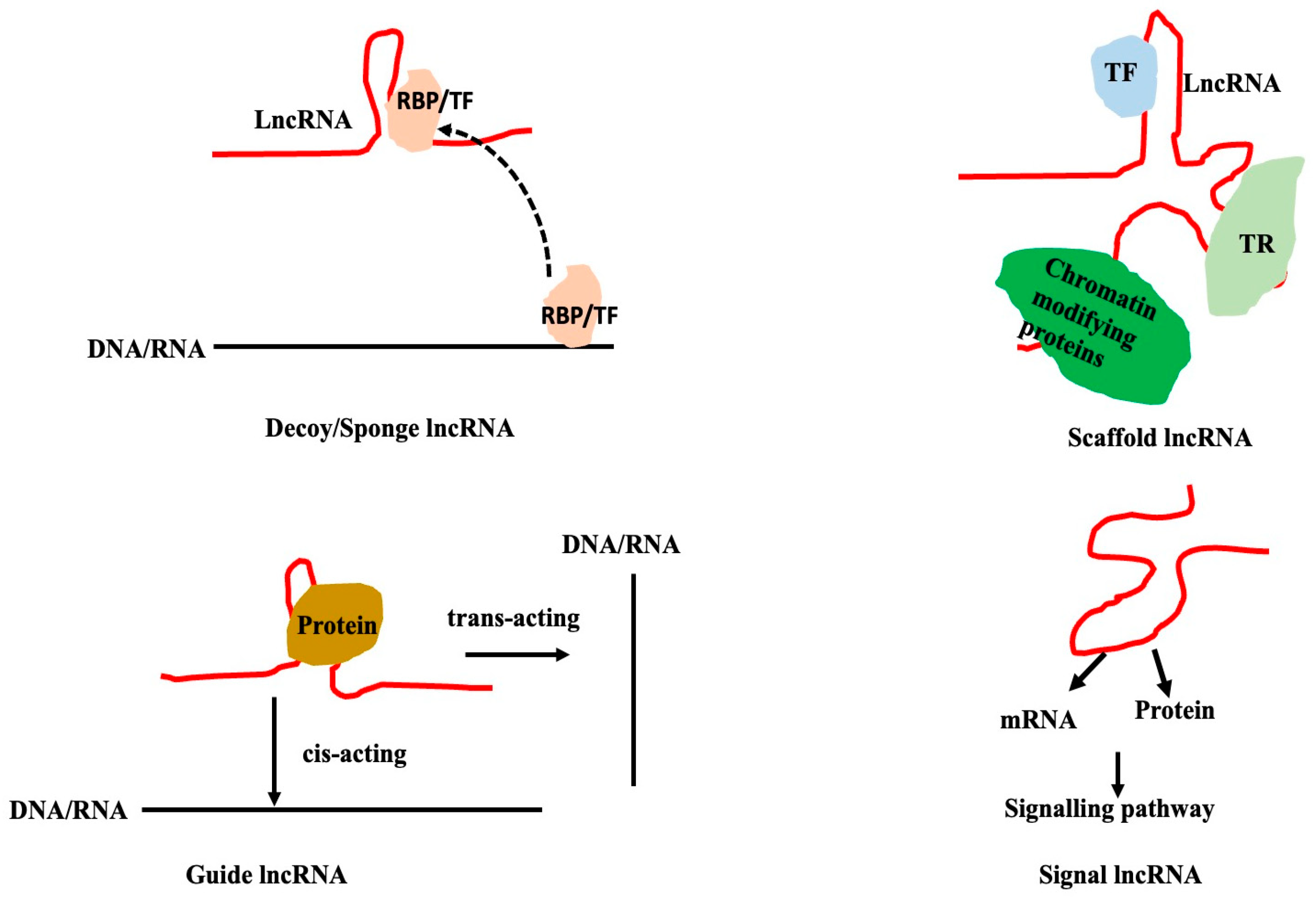 Genes 16 00765 g010 Genes 16 00765 g010