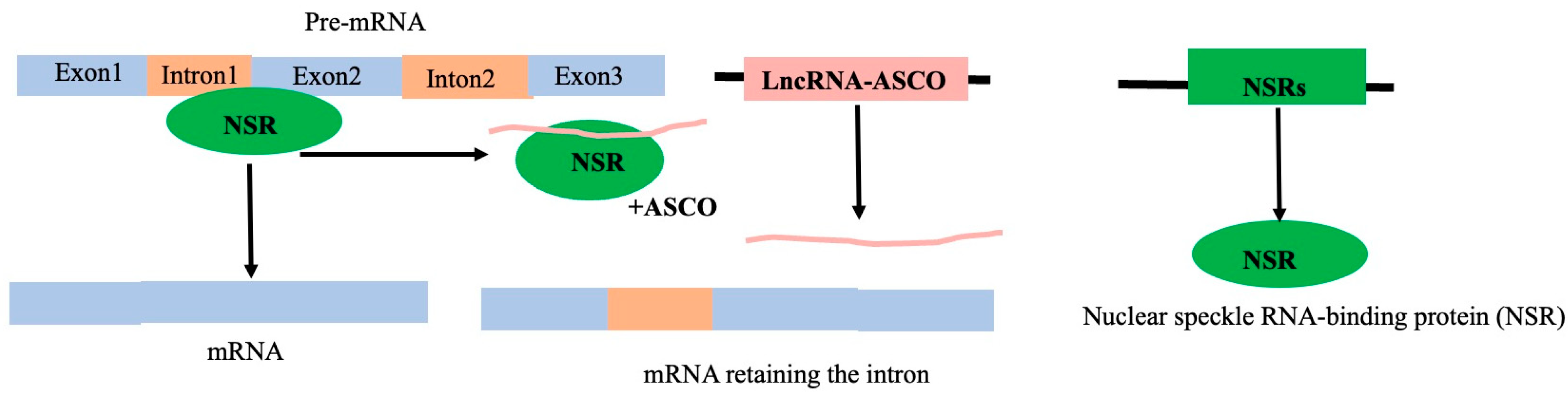 Genes 16 00765 g011 Genes 16 00765 g011