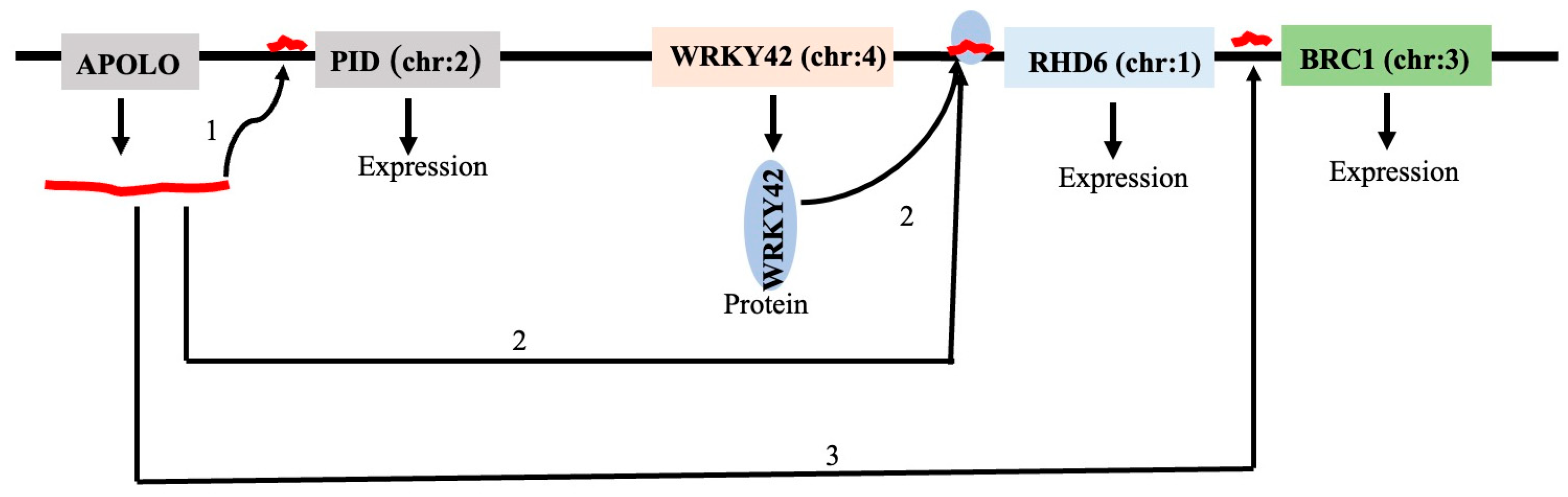 Genes 16 00765 g015 Genes 16 00765 g015