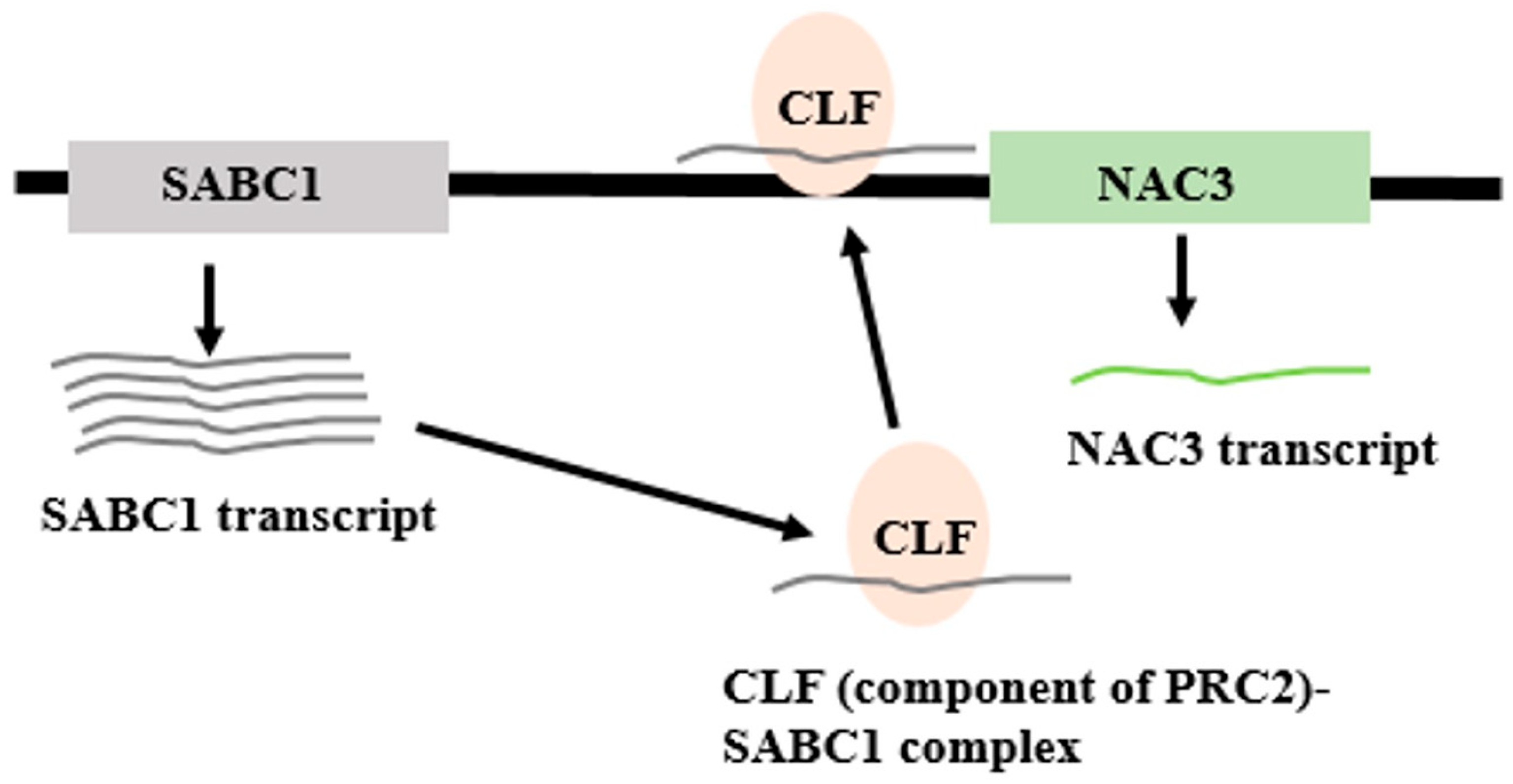 Genes 16 00765 g017 Genes 16 00765 g017