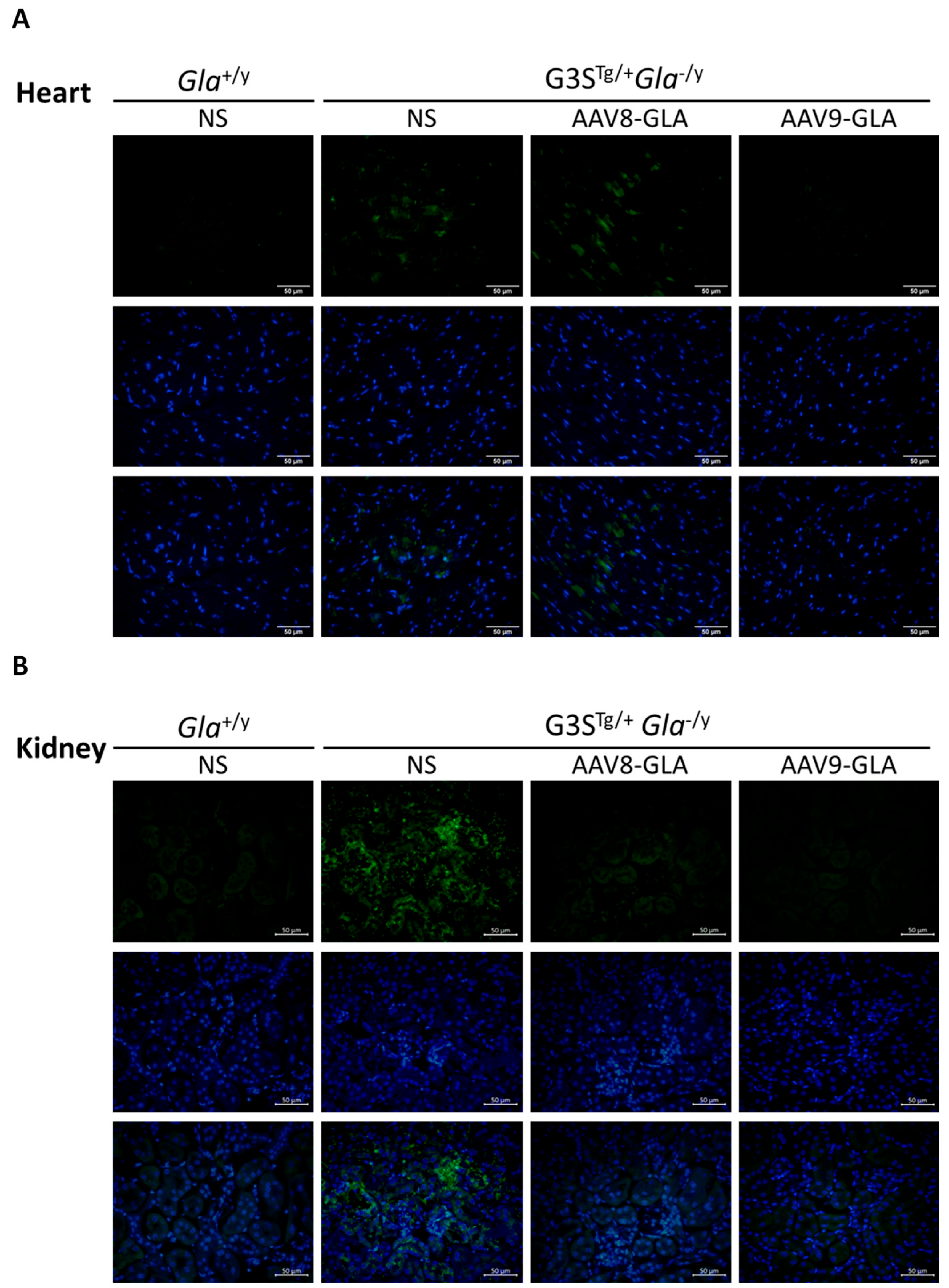 Genes 16 00766 g005a