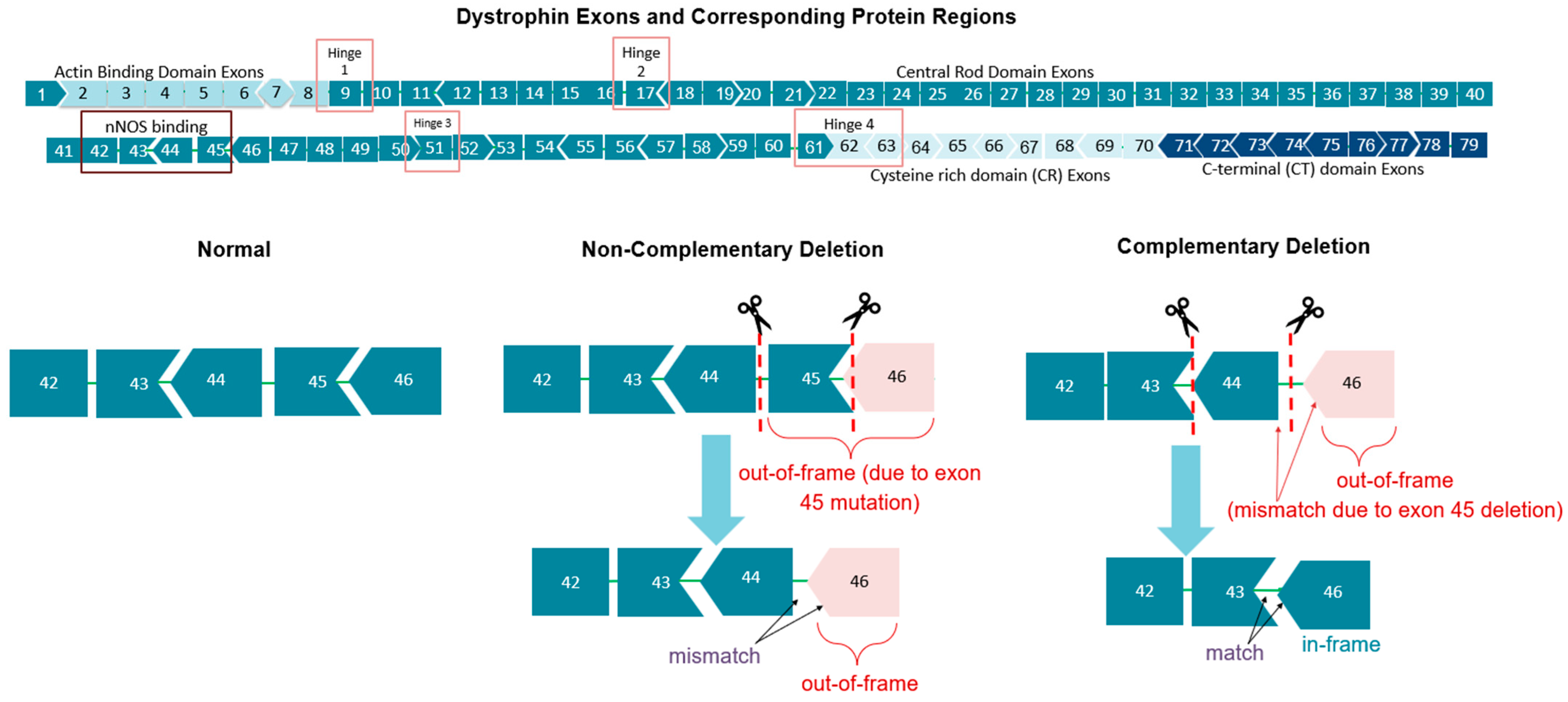 Genes 16 00777 g001