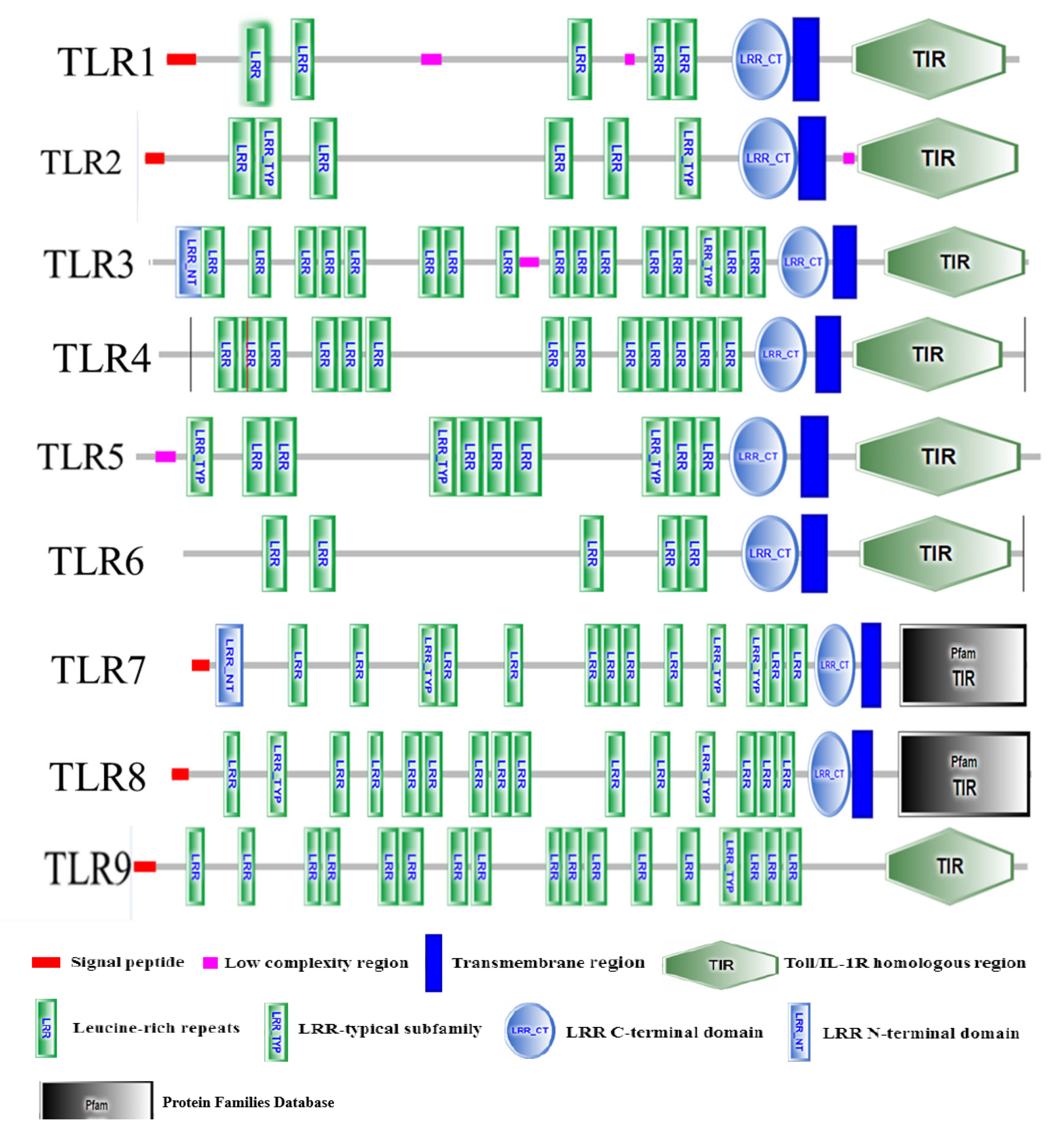 Genes 16 00781 g001