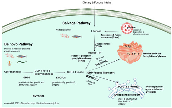Genetic Diseases of Fucosylation: Insights from Model Organisms