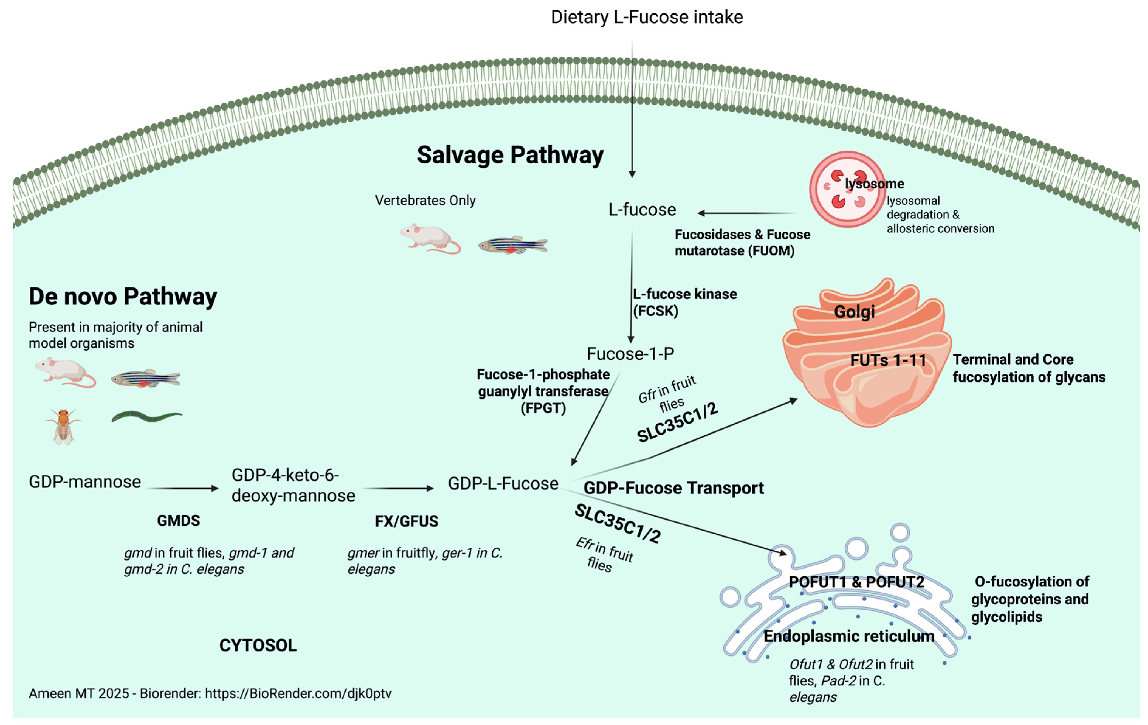 Genetic Diseases of Fucosylation: Insights from Model Organisms