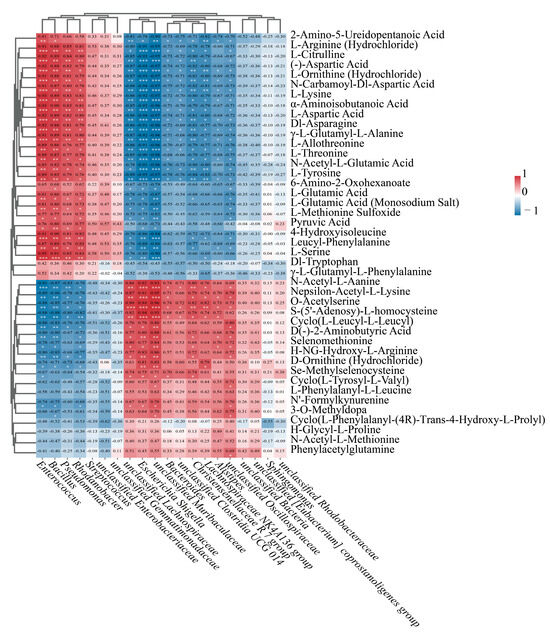 Qちゃん 厚底ハートハイカットスニーカー（スニーカー） | csT&P