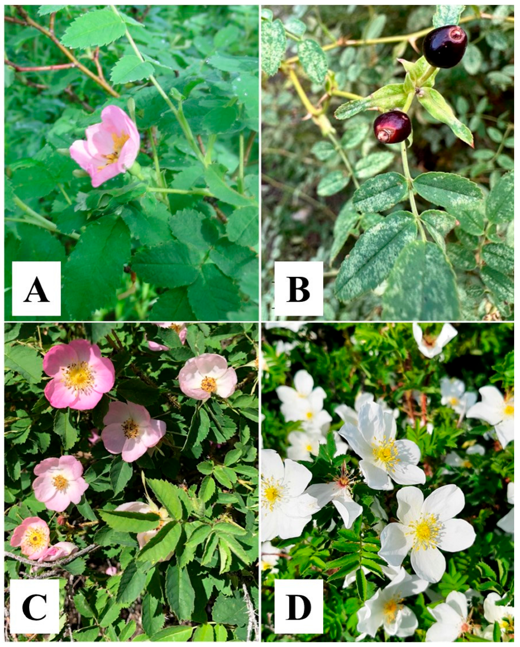 Genes 16 00852 g001 Genes 16 00852 g001