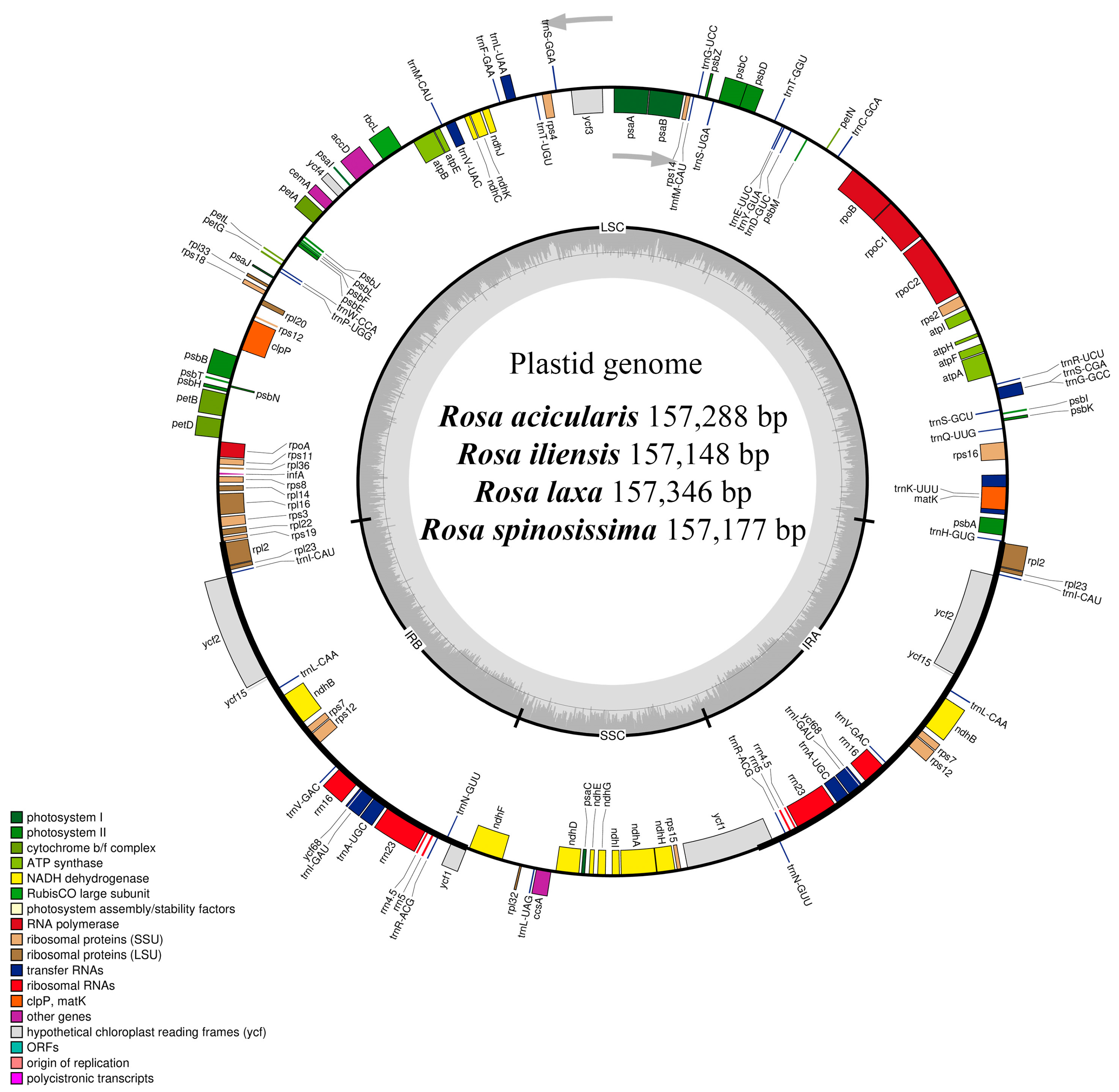 Genes 16 00852 g002 Genes 16 00852 g002