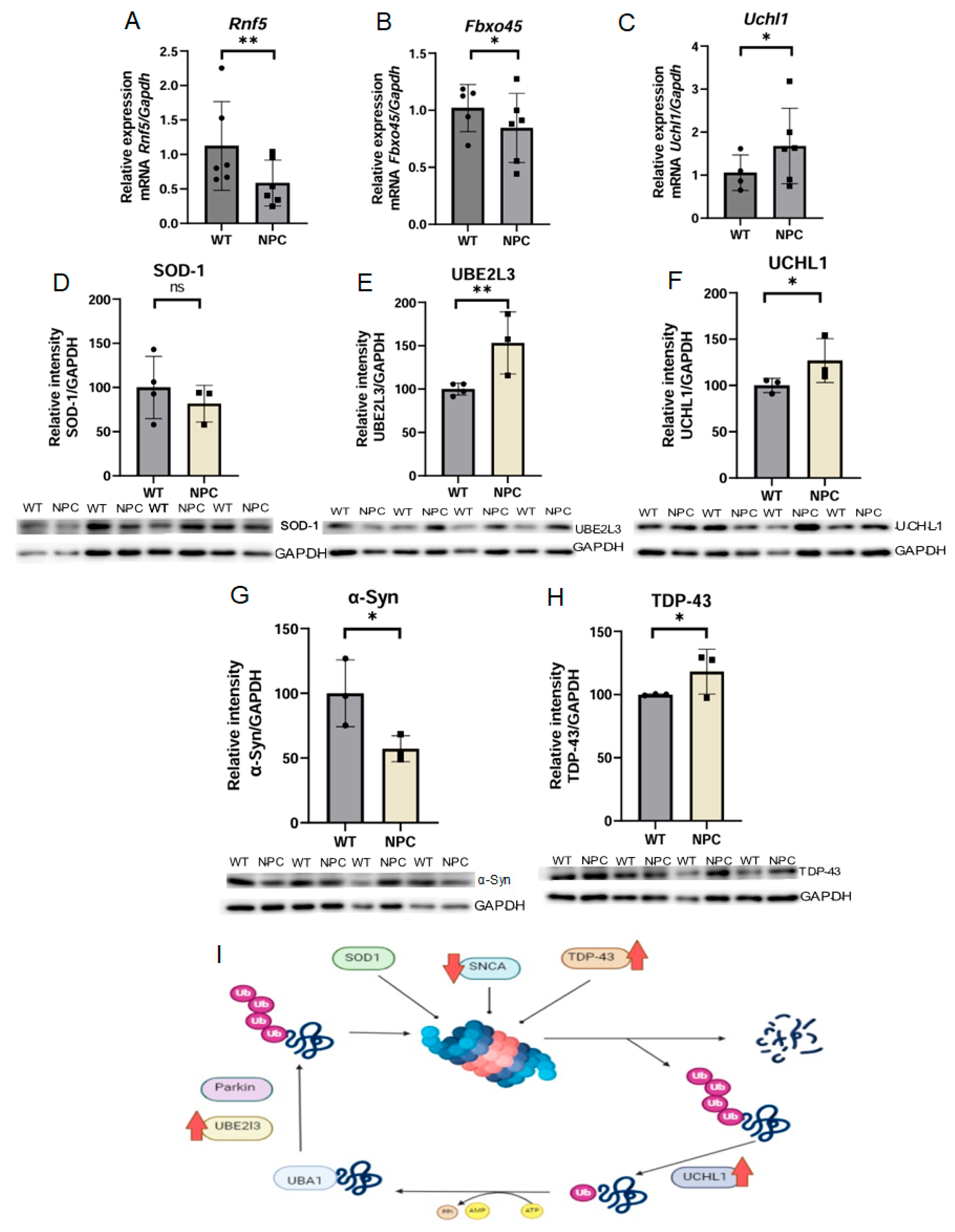 Genes 16 00865 g004