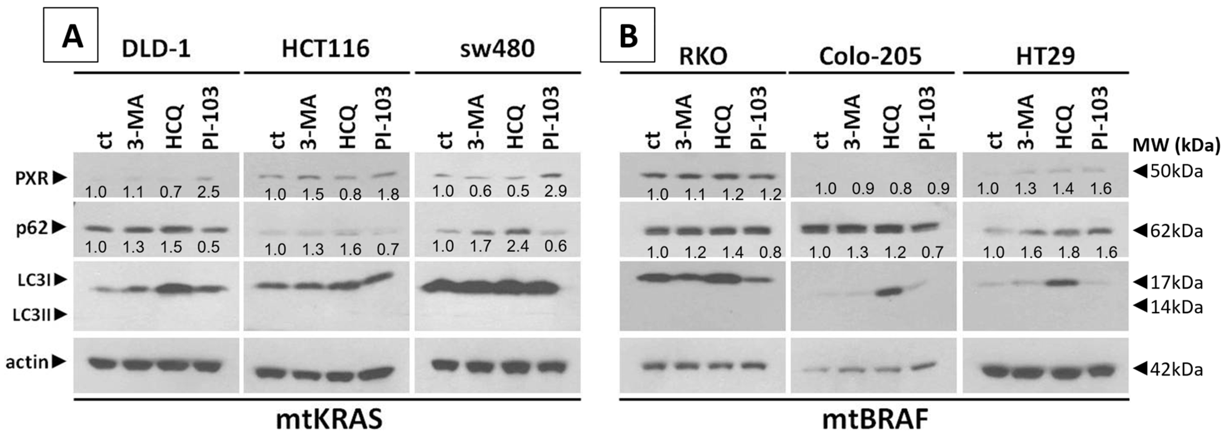 Genes 16 00892 g003a