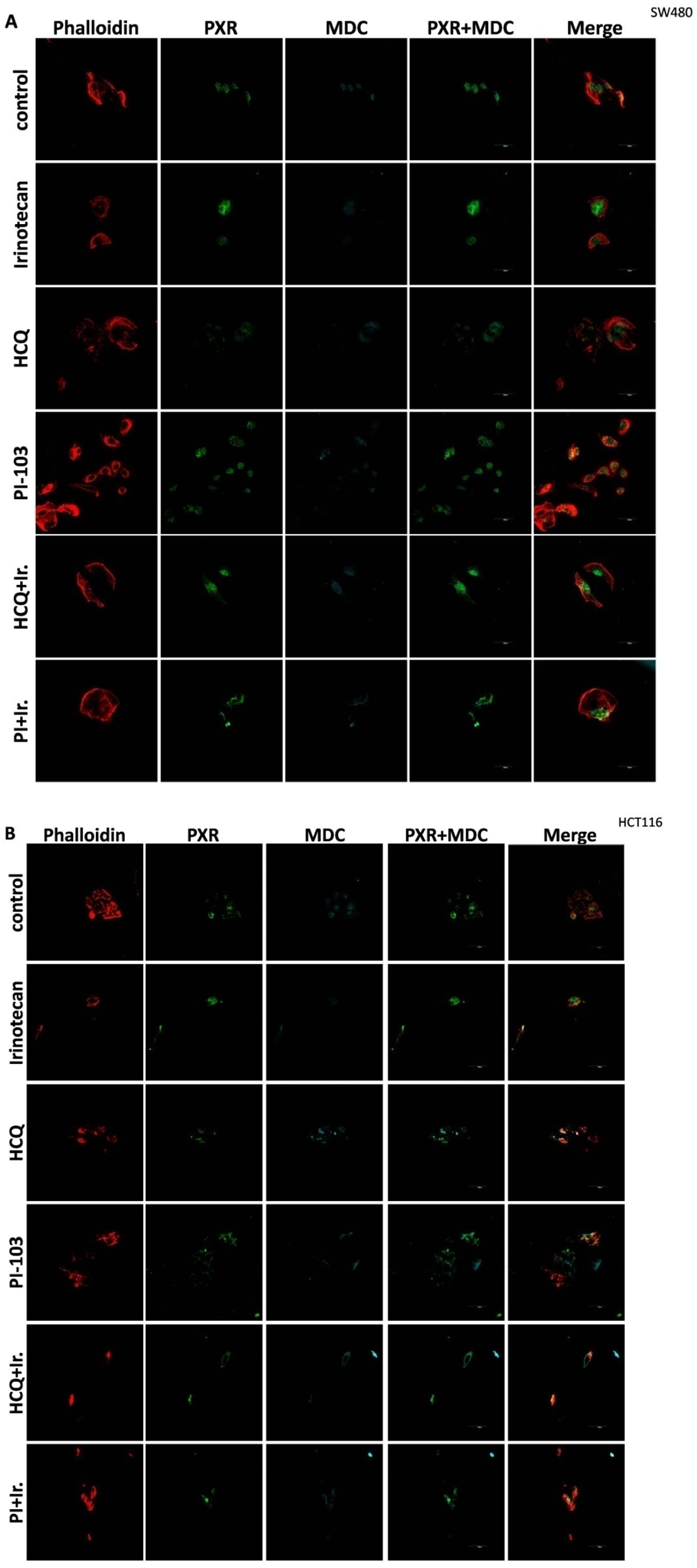Genes 16 00892 g004a
