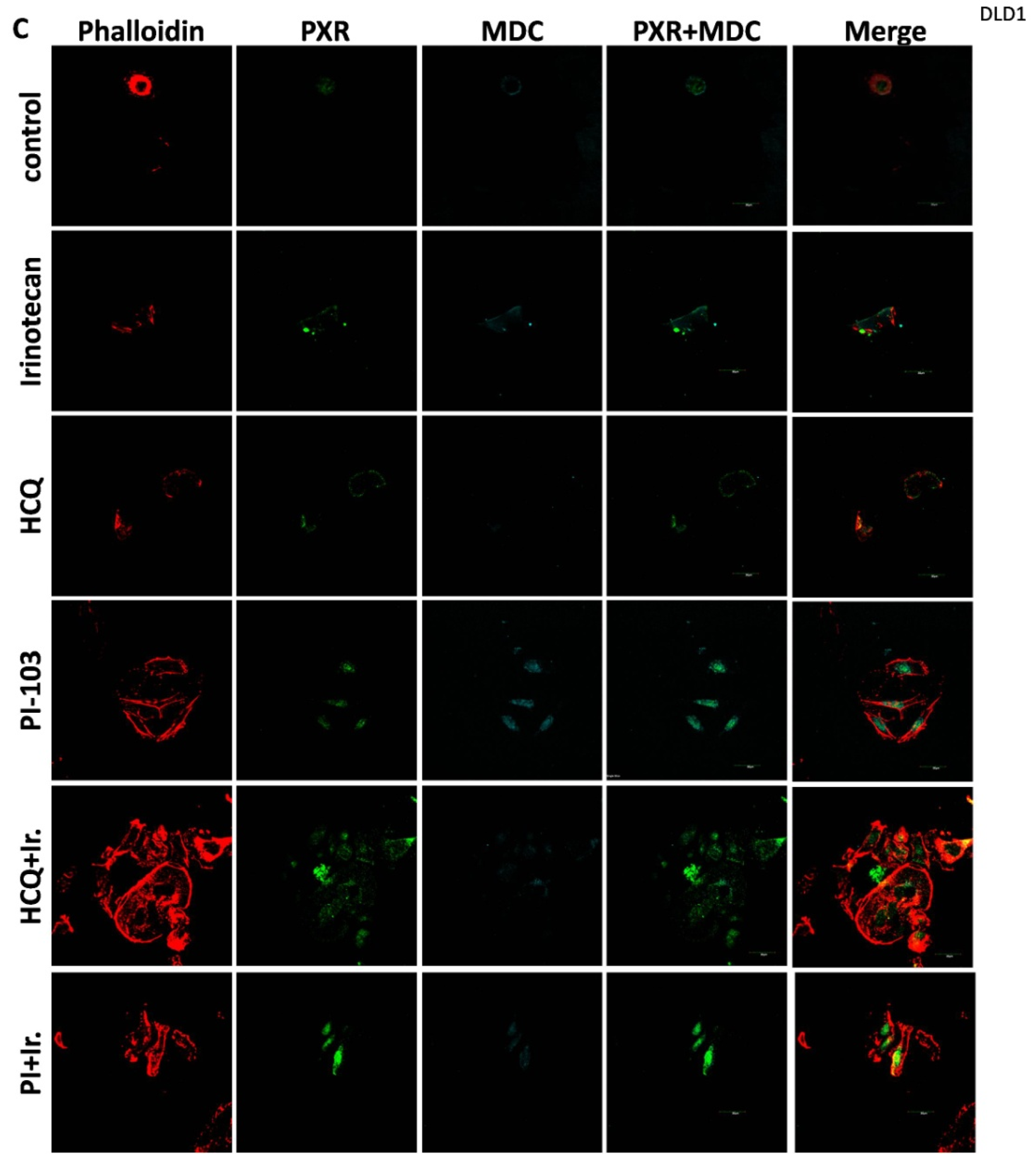 Genes 16 00892 g004b