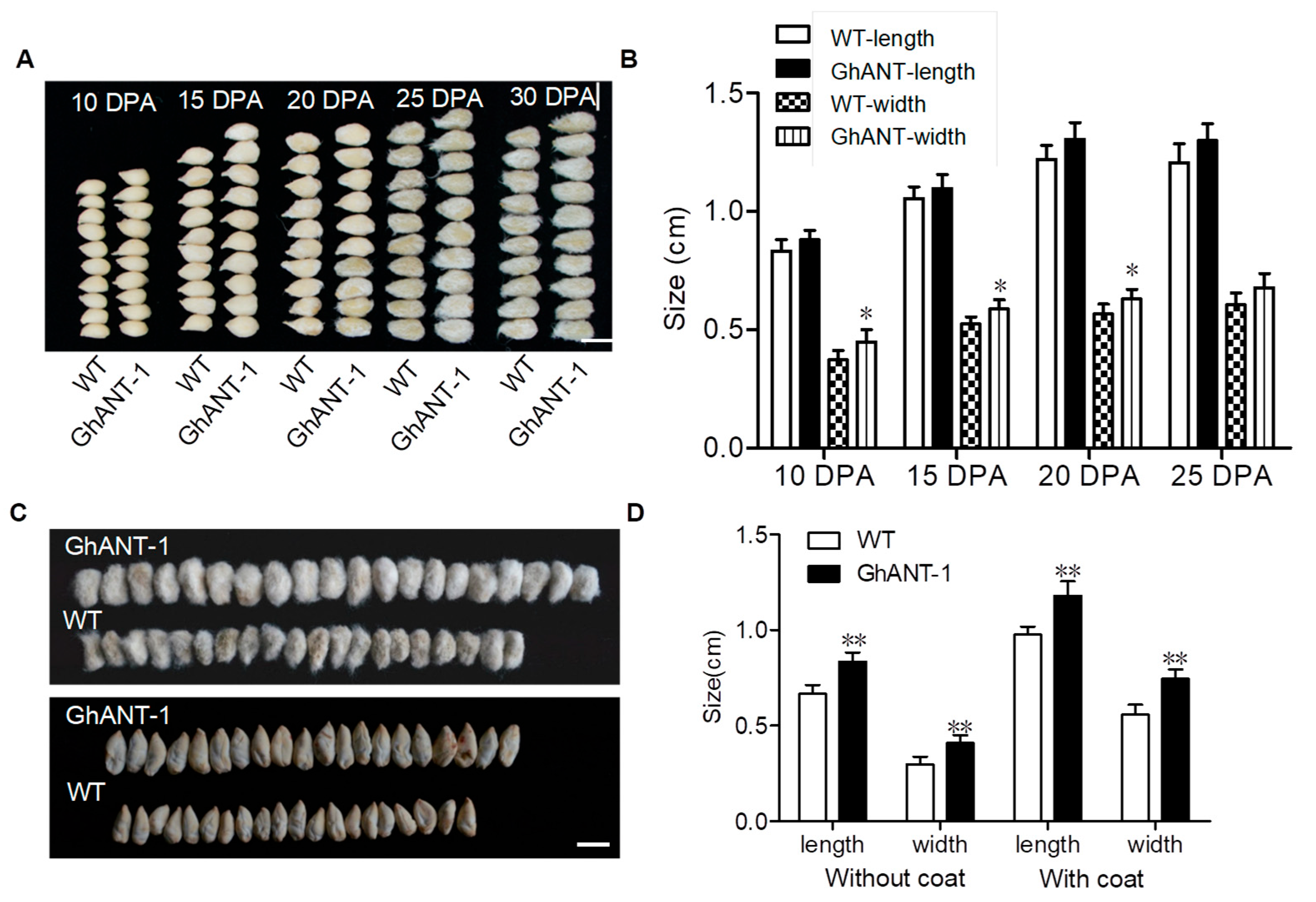 Genes 16 00912 g004 Genes 16 00912 g004