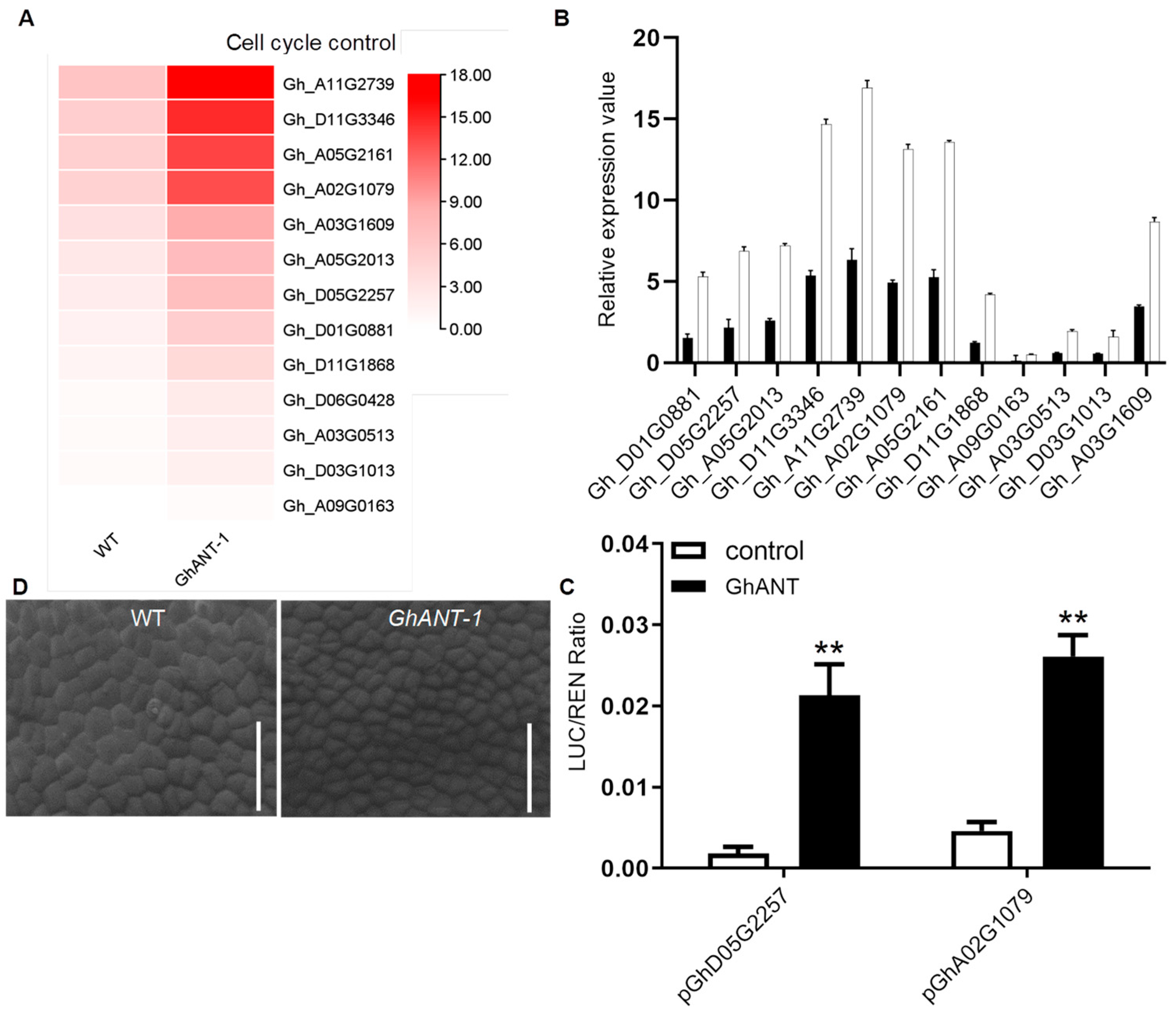 Genes 16 00912 g005 Genes 16 00912 g005