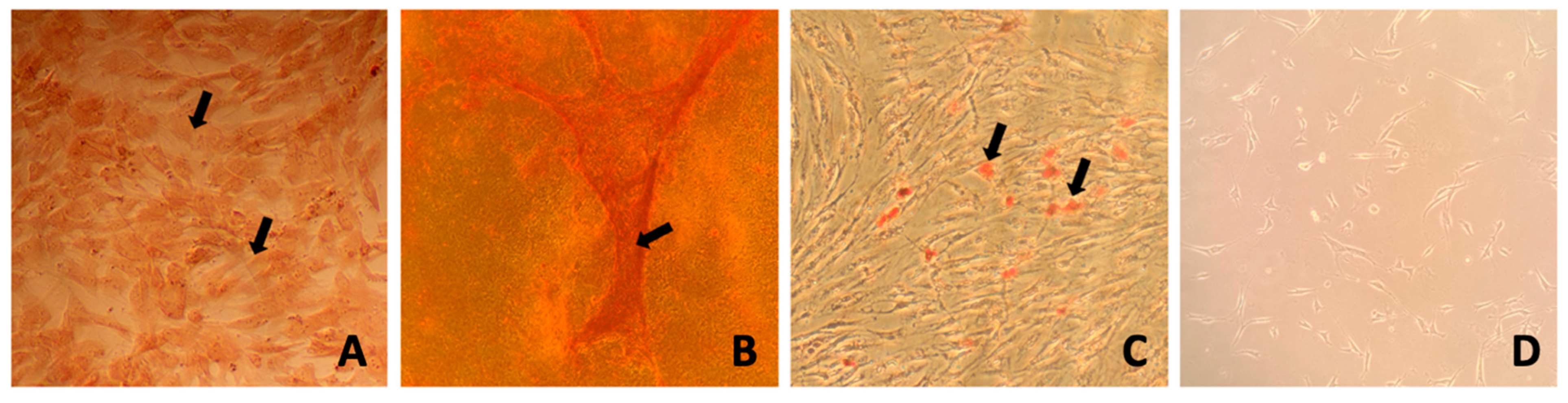 Genes 16 00936 g001 Genes 16 00936 g001