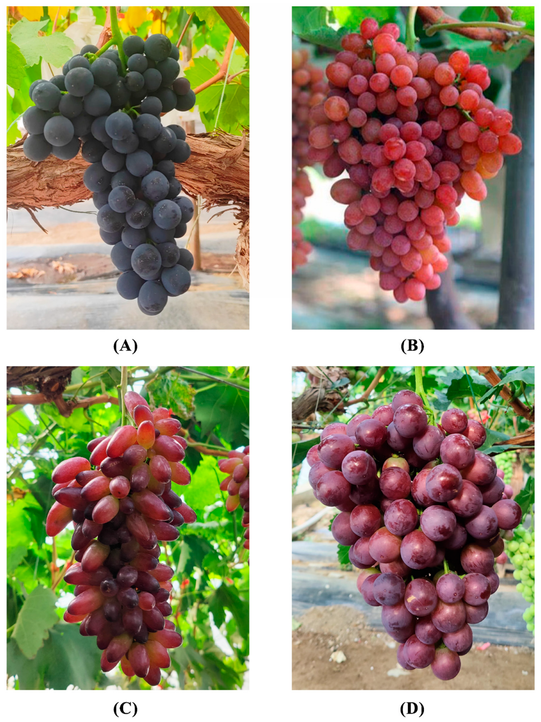 Genes 16 00955 g001 Genes 16 00955 g001