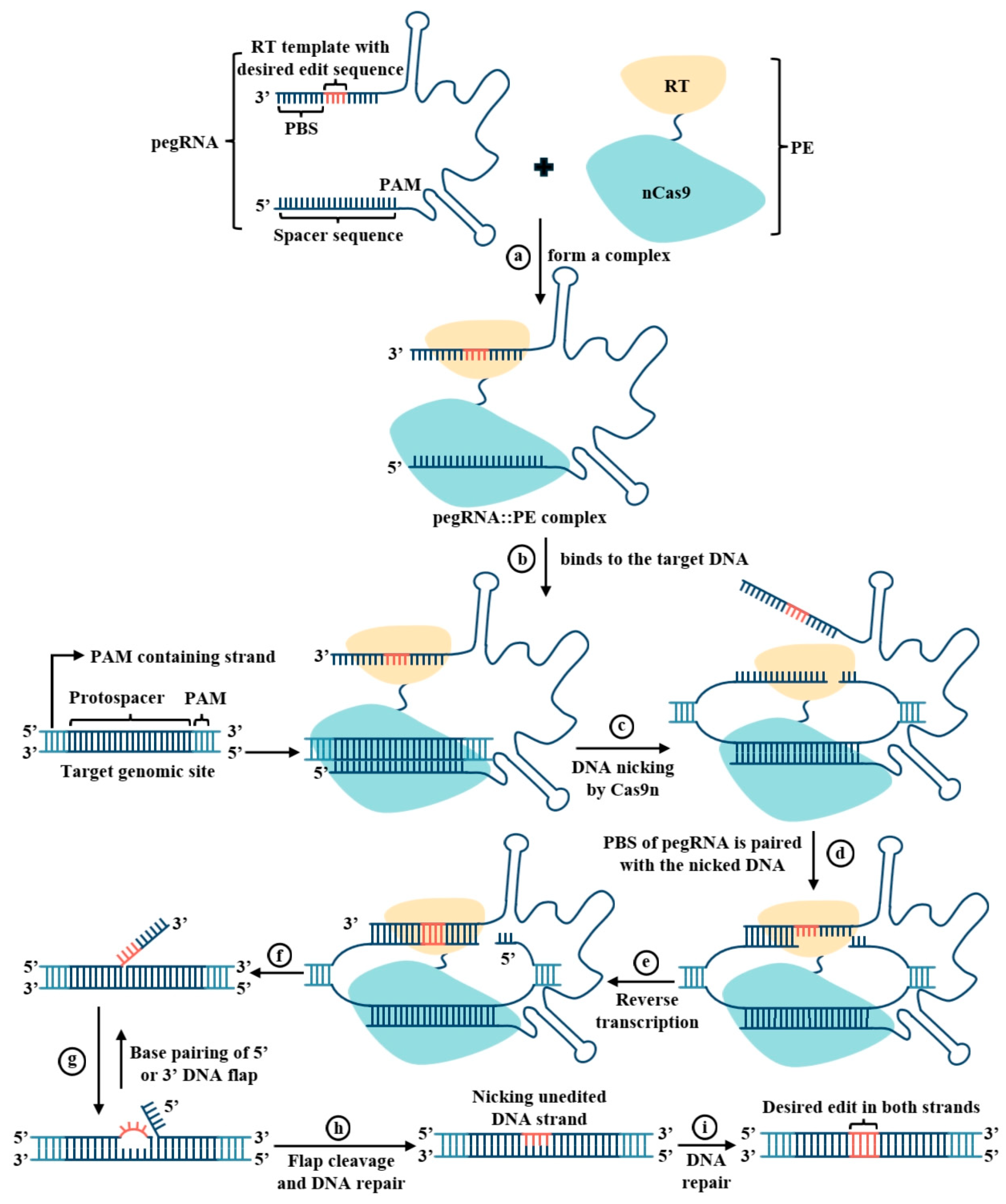 Genes 16 00965 g002 Genes 16 00965 g002
